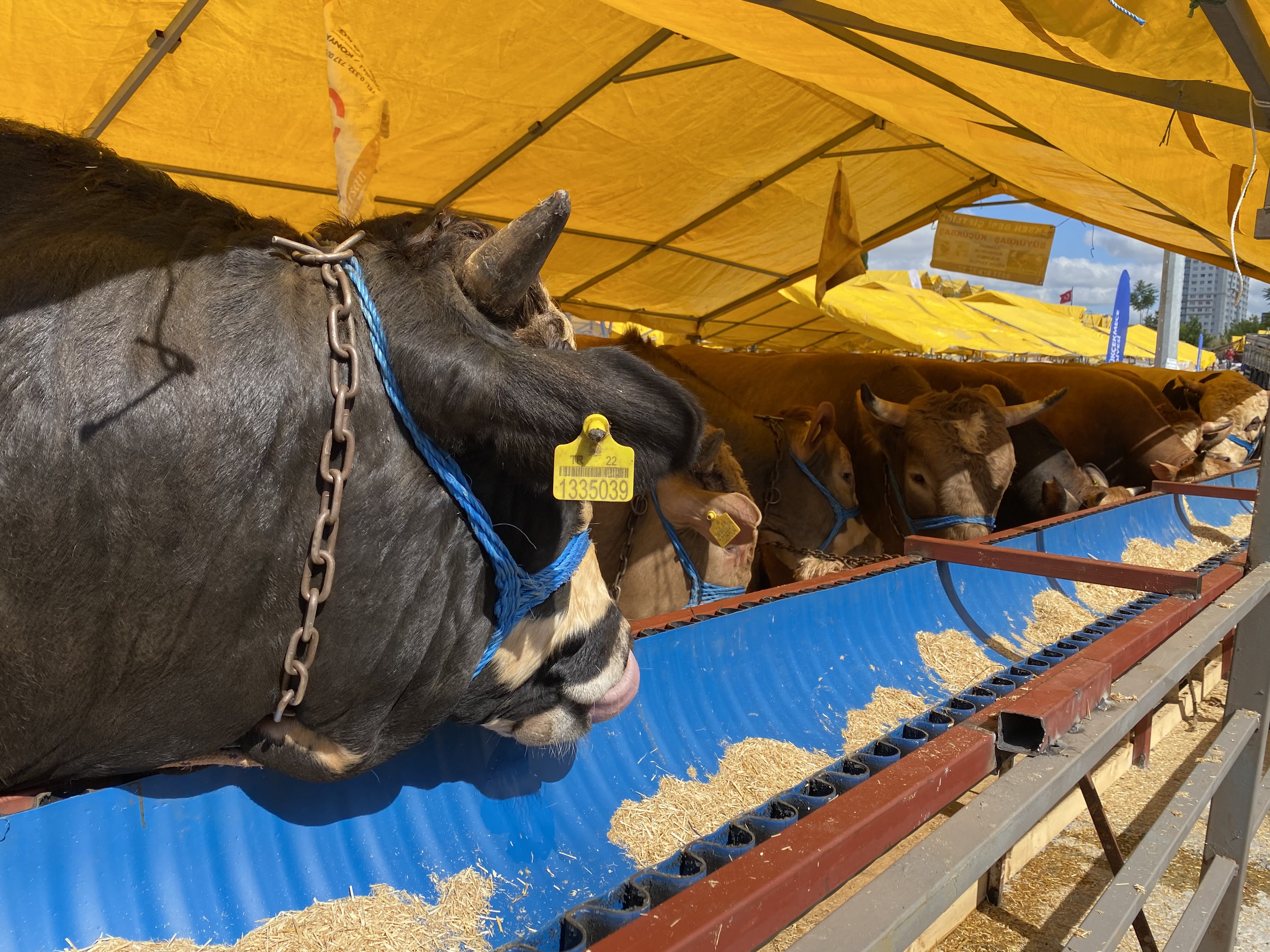 Otomobil fiyatına 1 ton 150 kiloluk kurbanlık