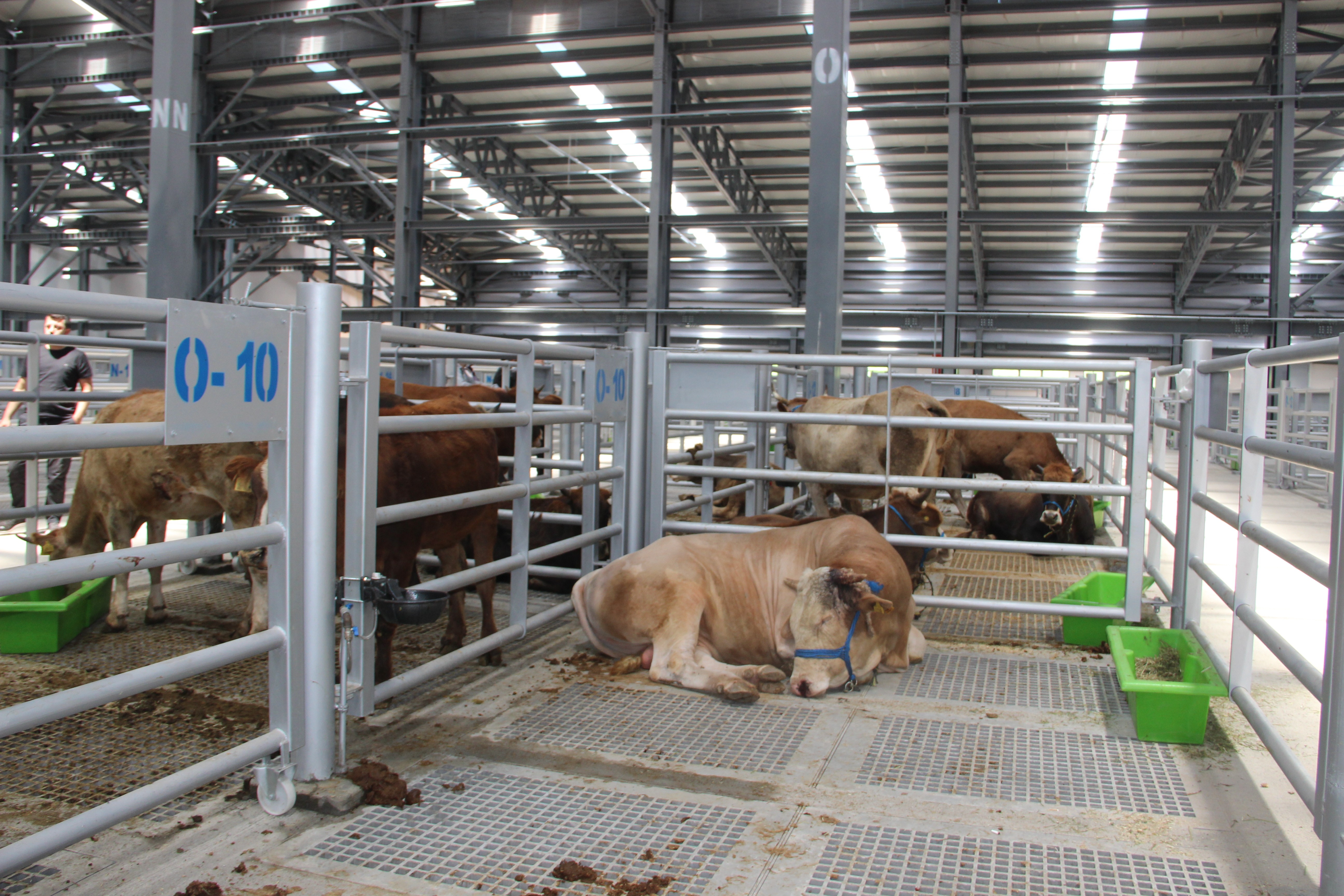 Avrupa’nın en büyük ve modern hayvan pazarı Erzurum’da hizmete açıldı