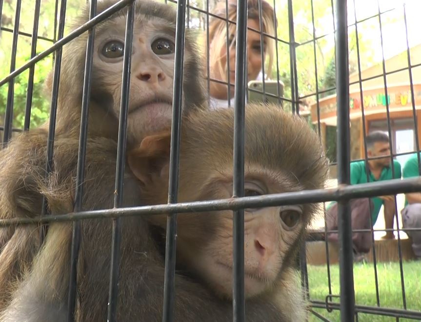 Down sendromlu maymuna kardeş şefkati