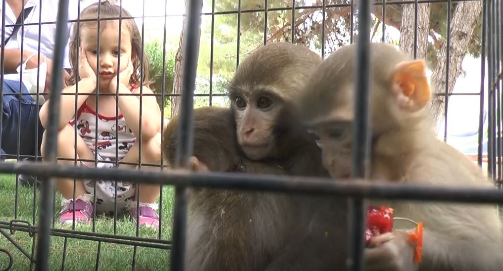 Down sendromlu maymuna kardeş şefkati