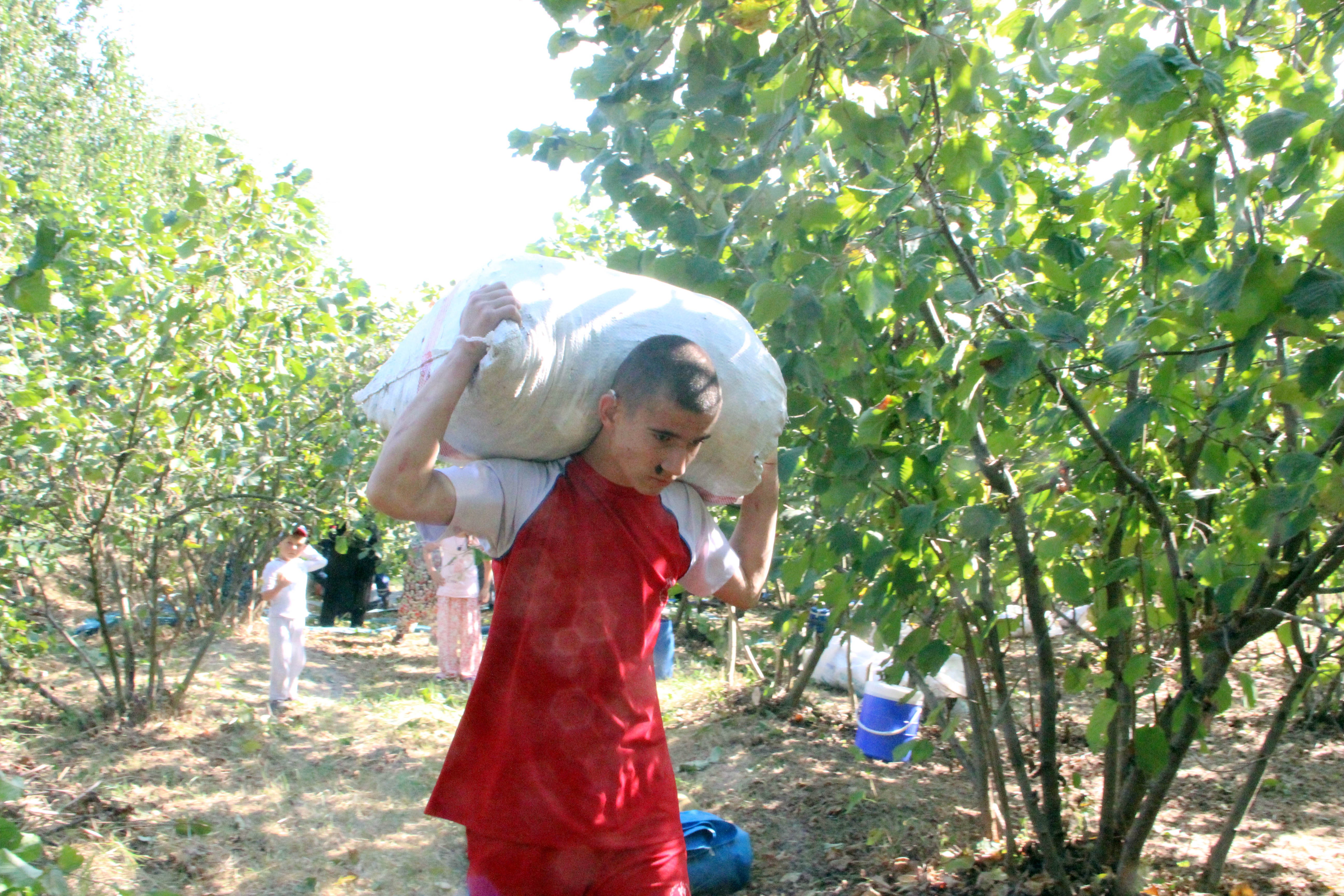 Fındık bahçesinden şampiyonluğa