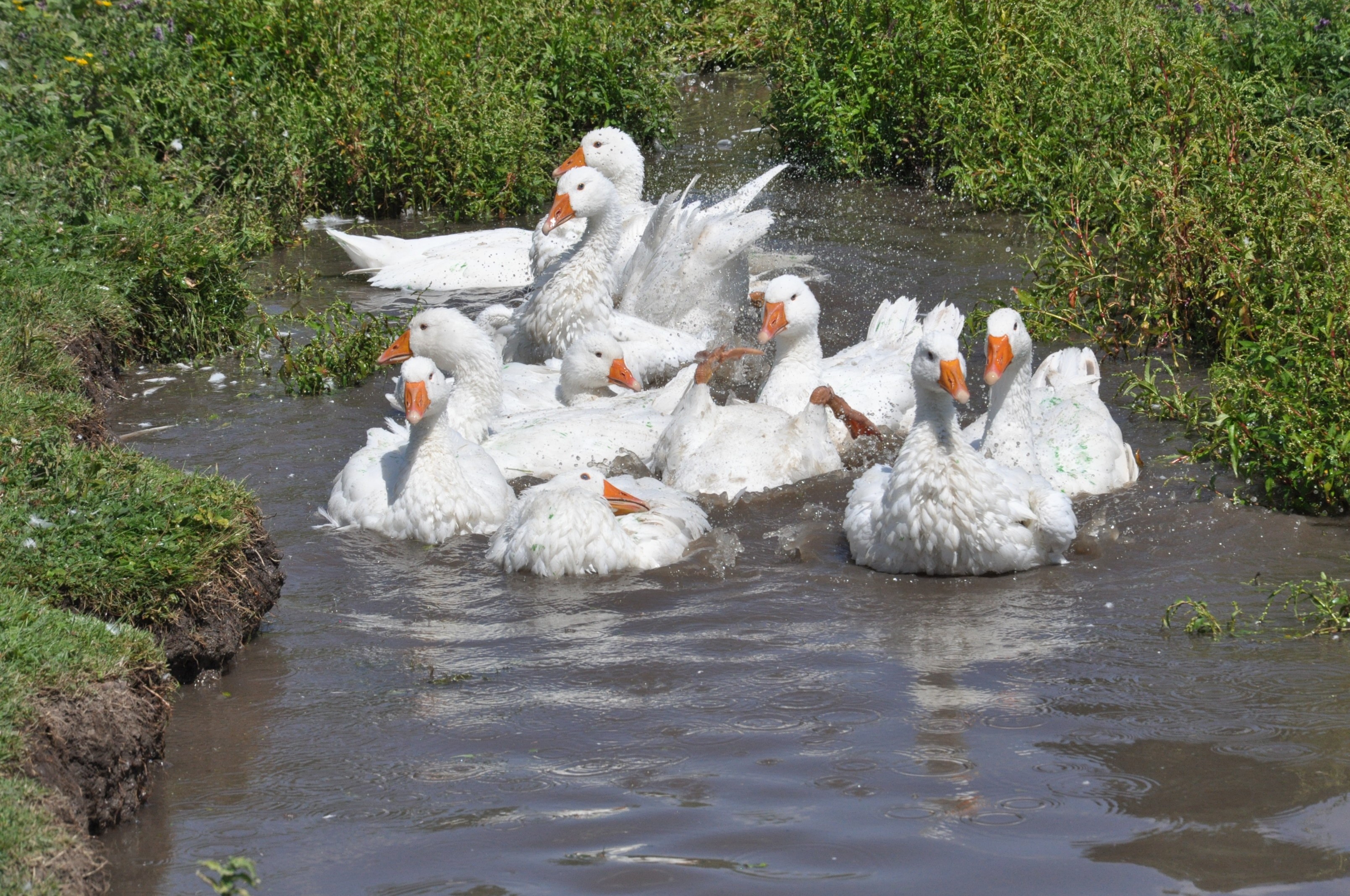 Kars'ta kazlar besiye alındı