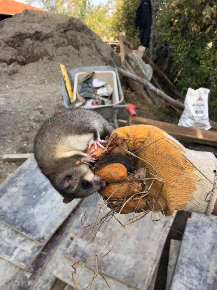 Nesli tehlike altında olan Yediuyur tedavi altına alındı