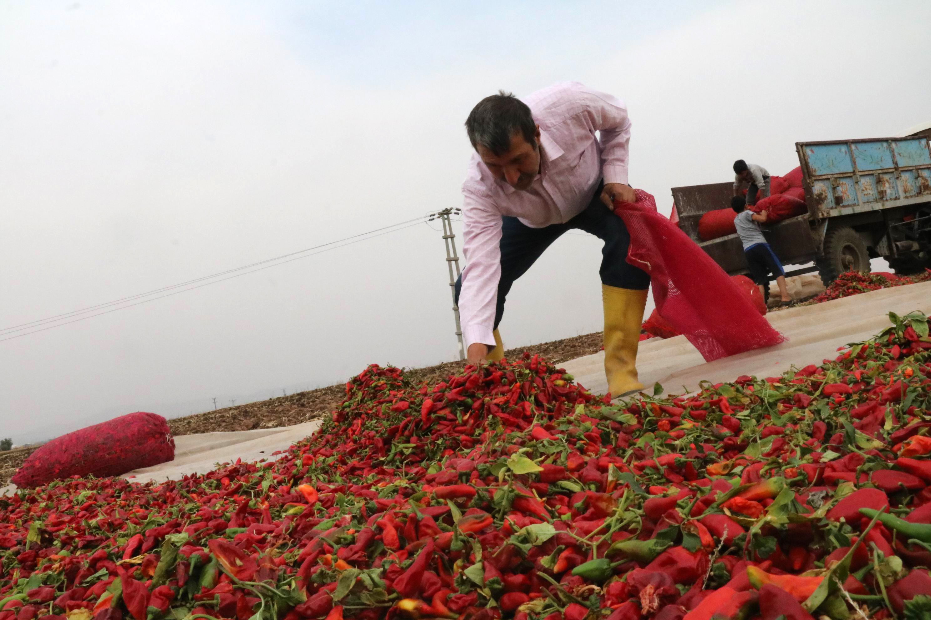 Son hasat biberler güneşe bırakılıyor