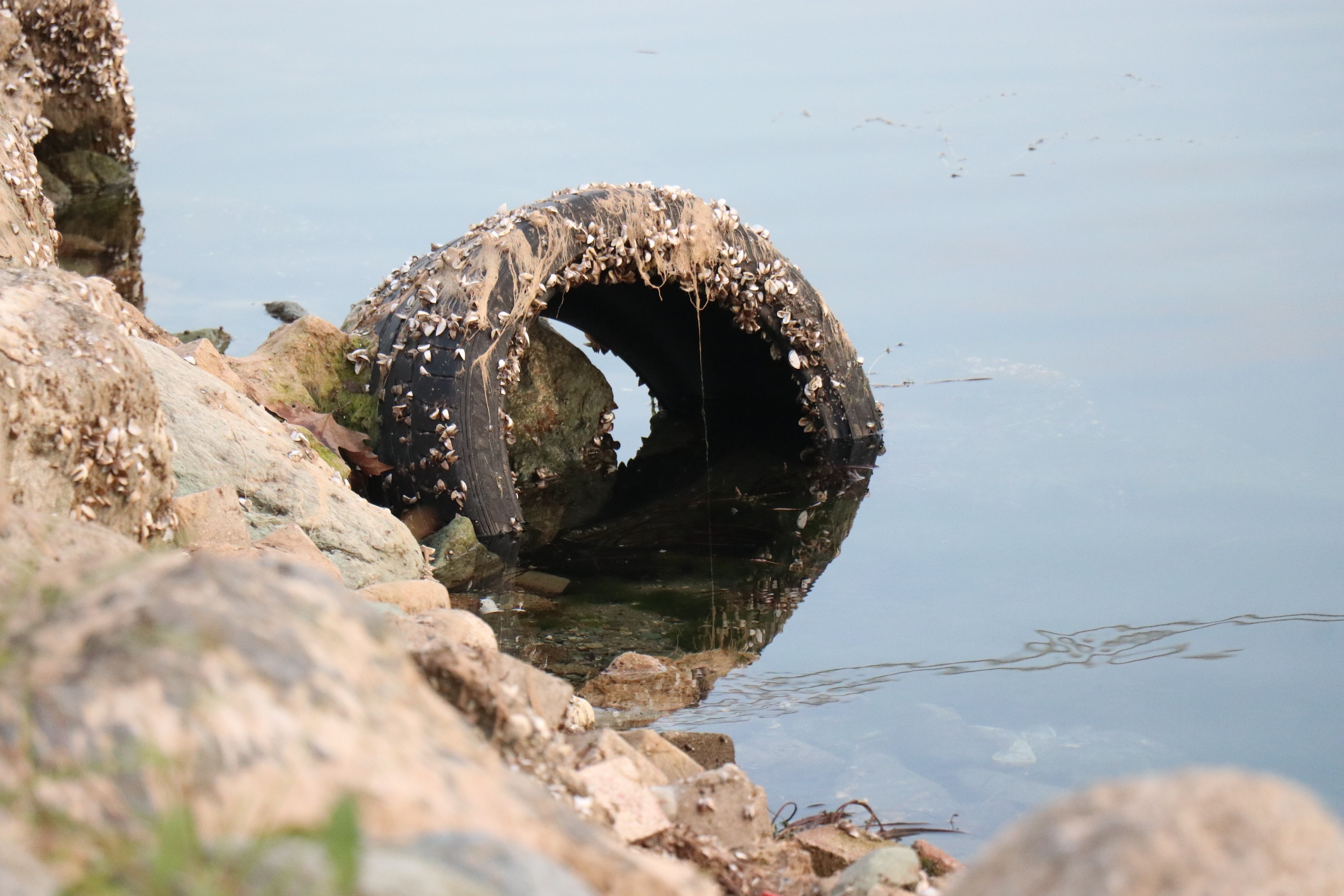 Çanlar Sapanca Gölü için çalıyor, su seviyesi kritik noktada
