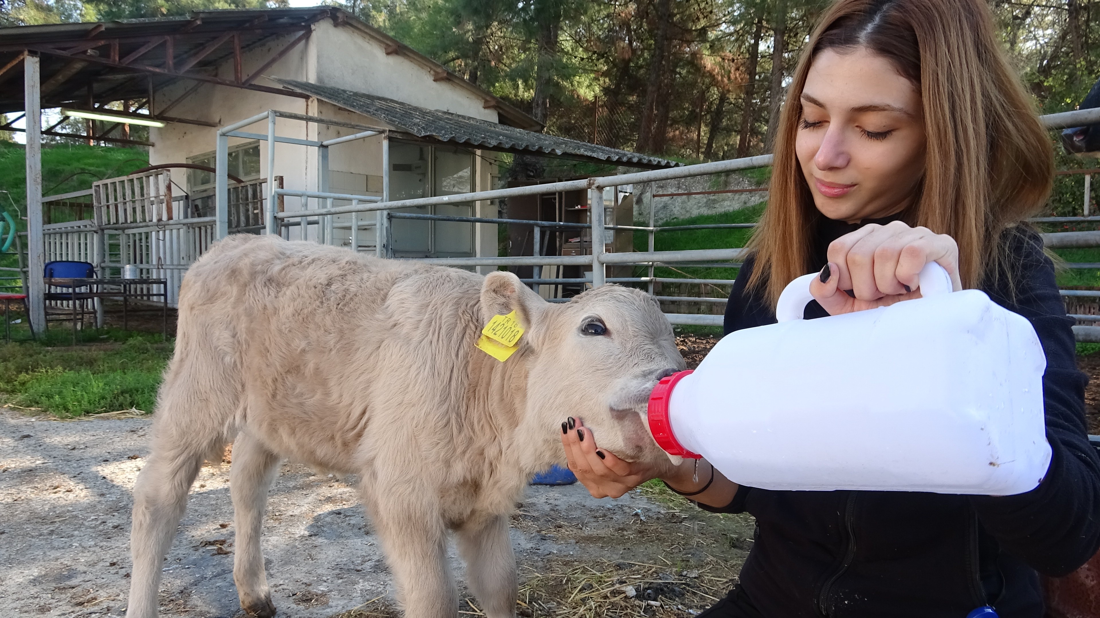 Sütlü kahverengi buzağıyı görenler gözlerine inanamadı