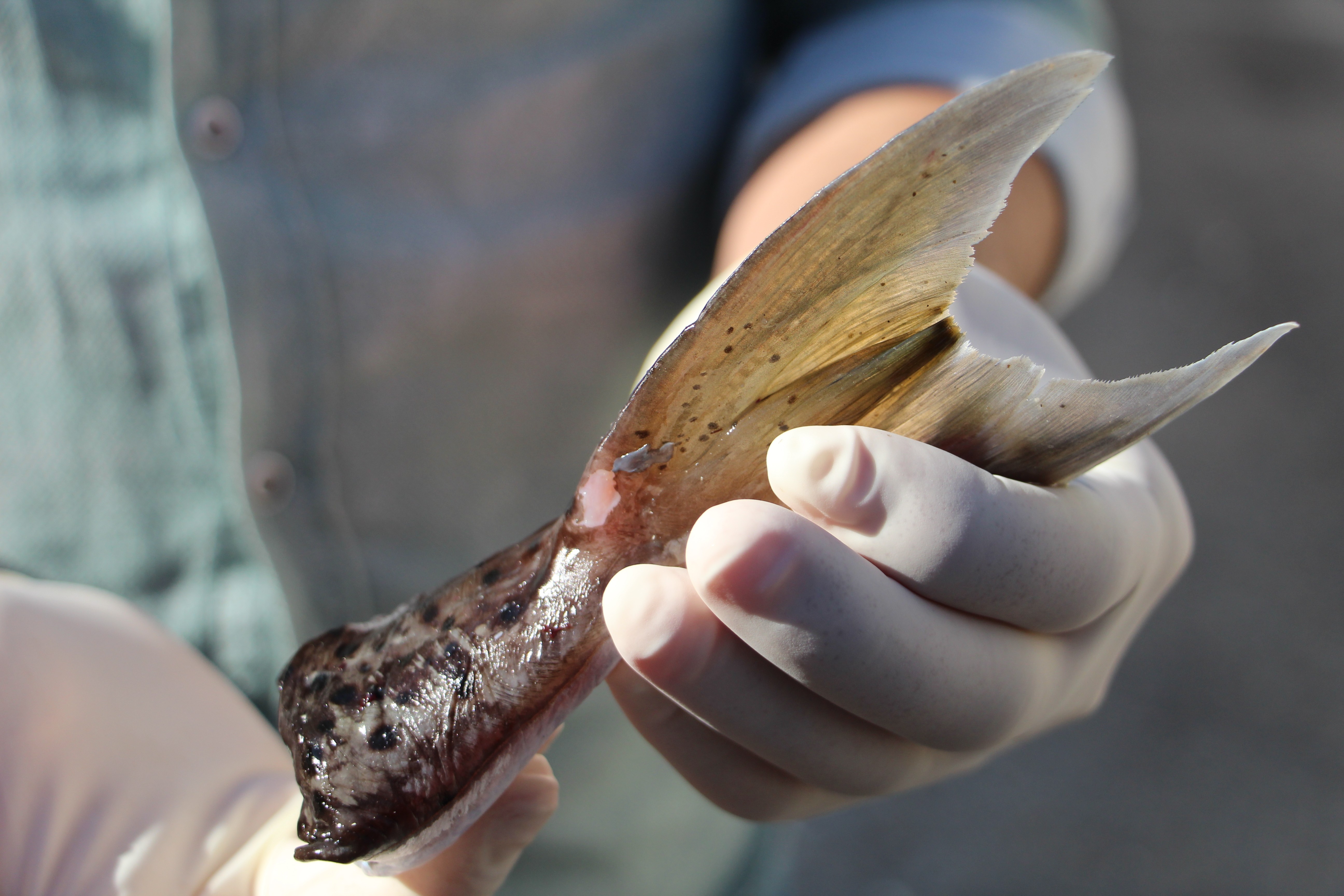 Antalya'da ilk günde 2 bin kuyruk toplandı