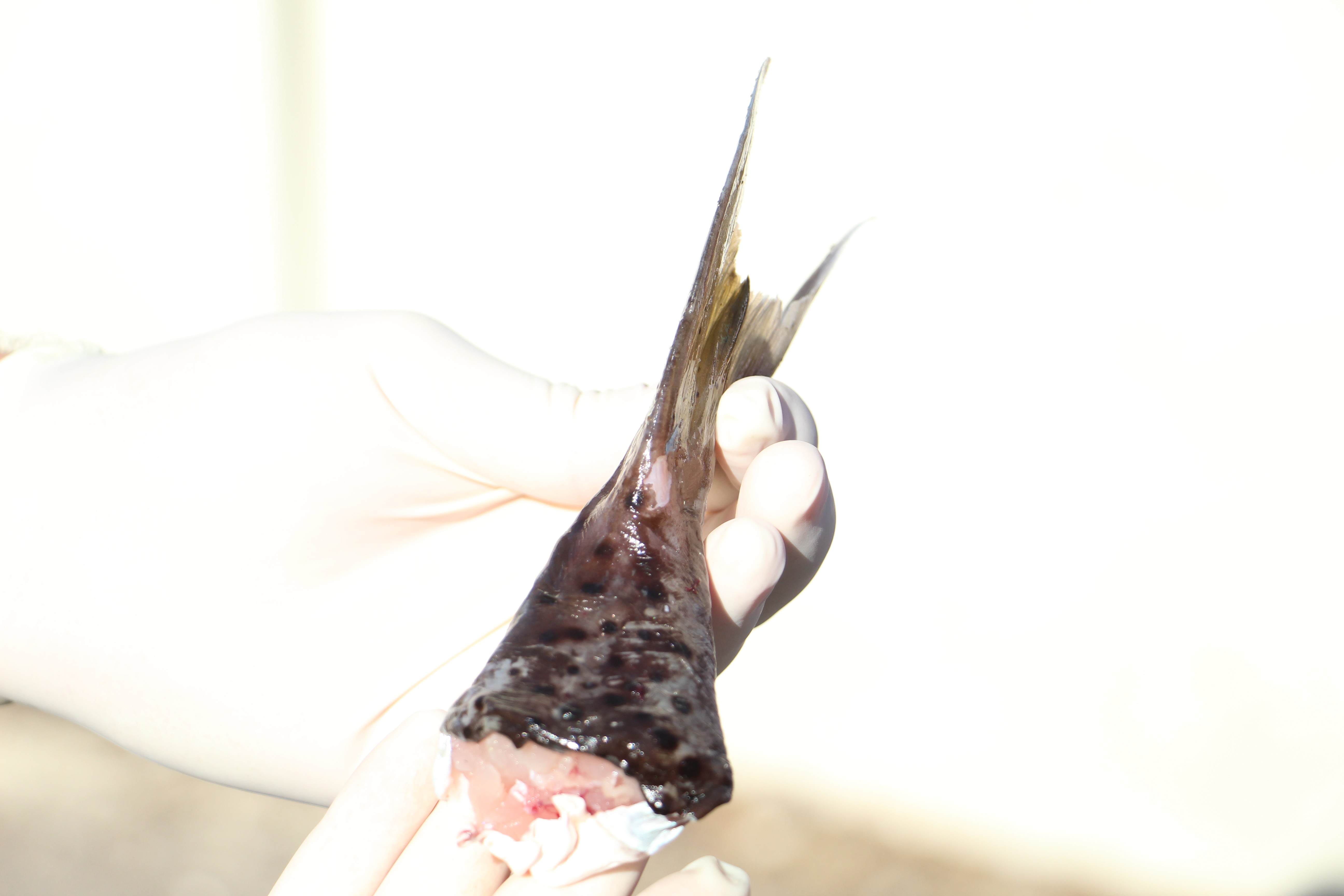 Antalya'da ilk günde 2 bin kuyruk toplandı