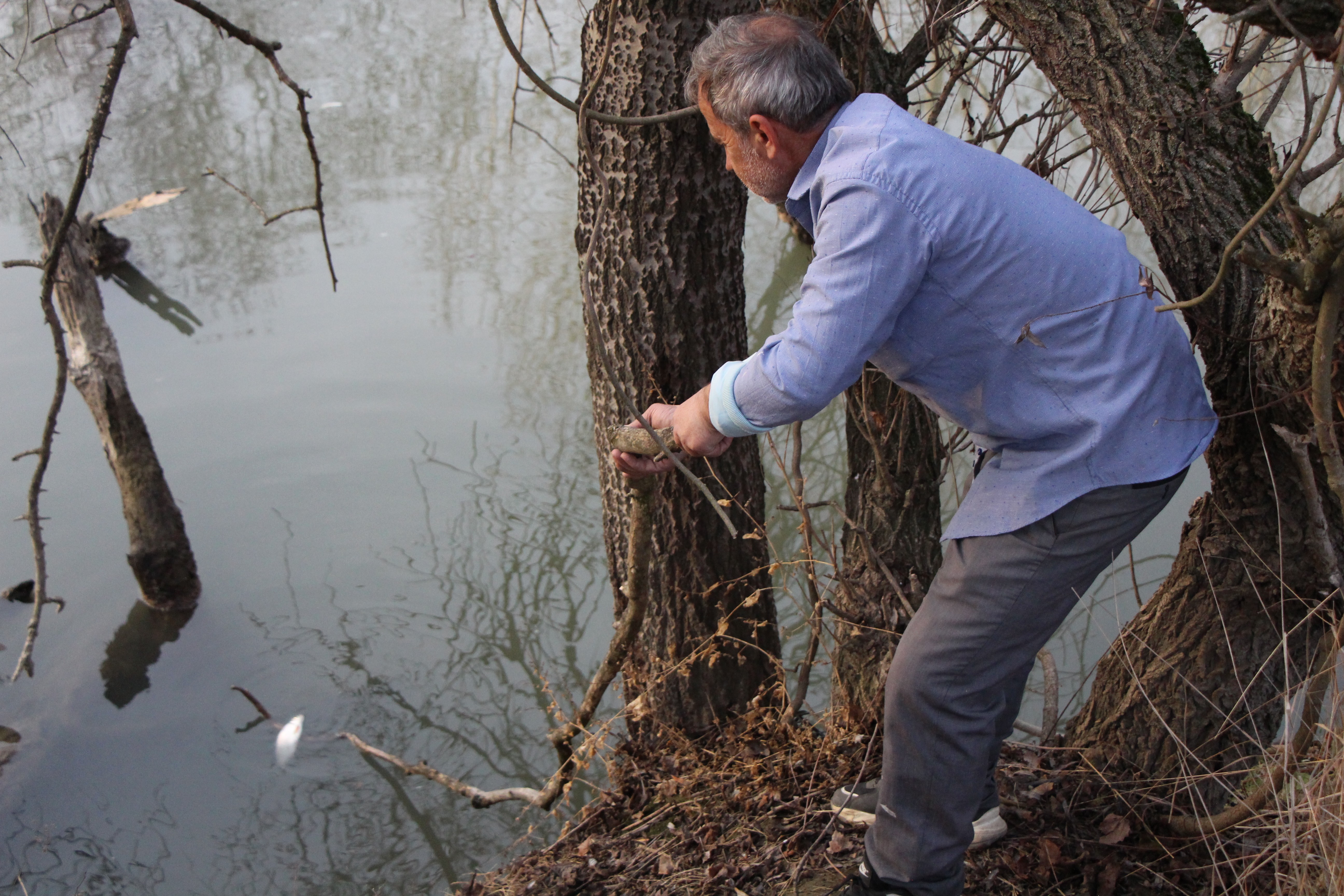 Yeşilırmak'ta üzücü görüntüler, çok sayıda balık kıyıya vurdu