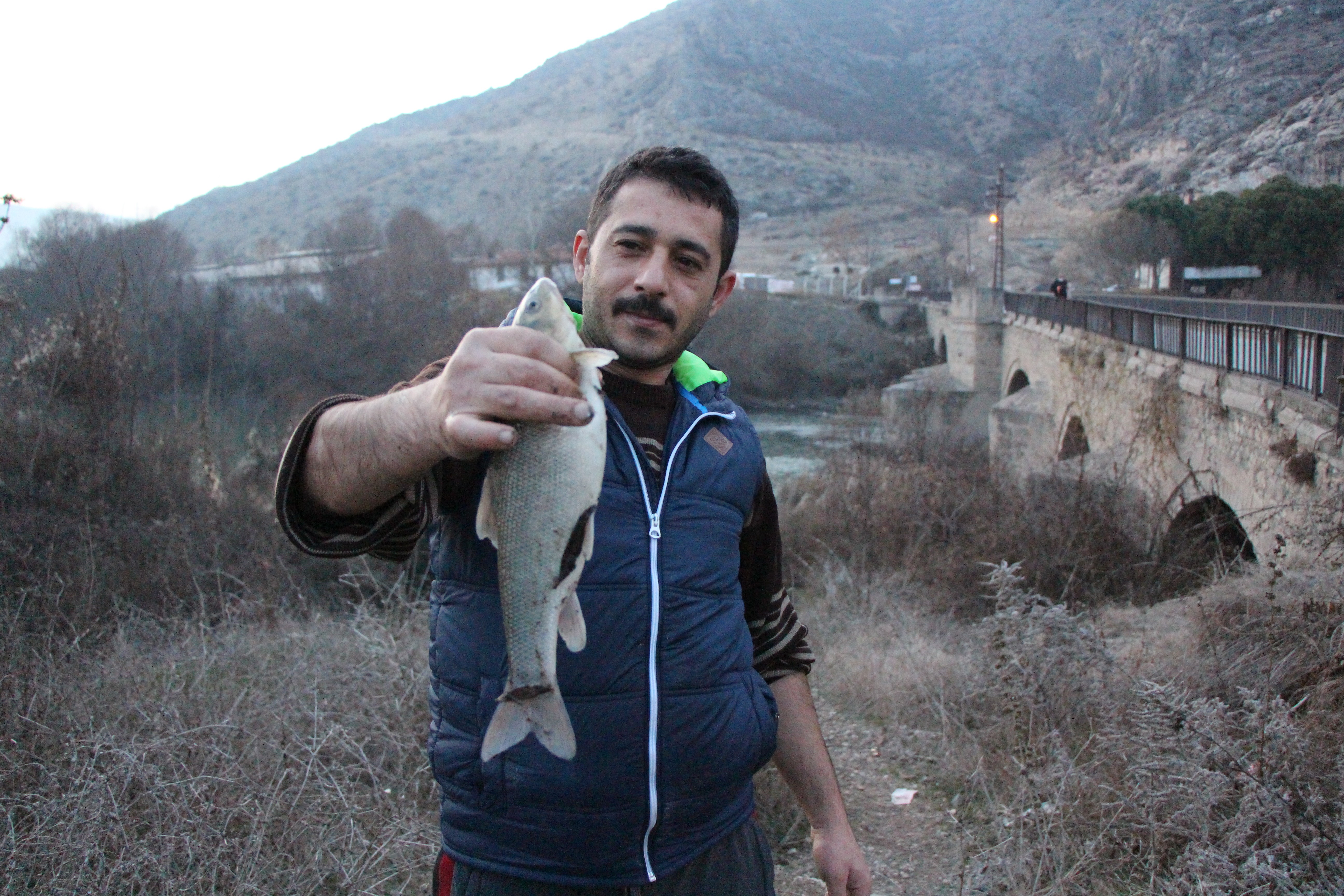 Yeşilırmak'ta üzücü görüntüler, çok sayıda balık kıyıya vurdu