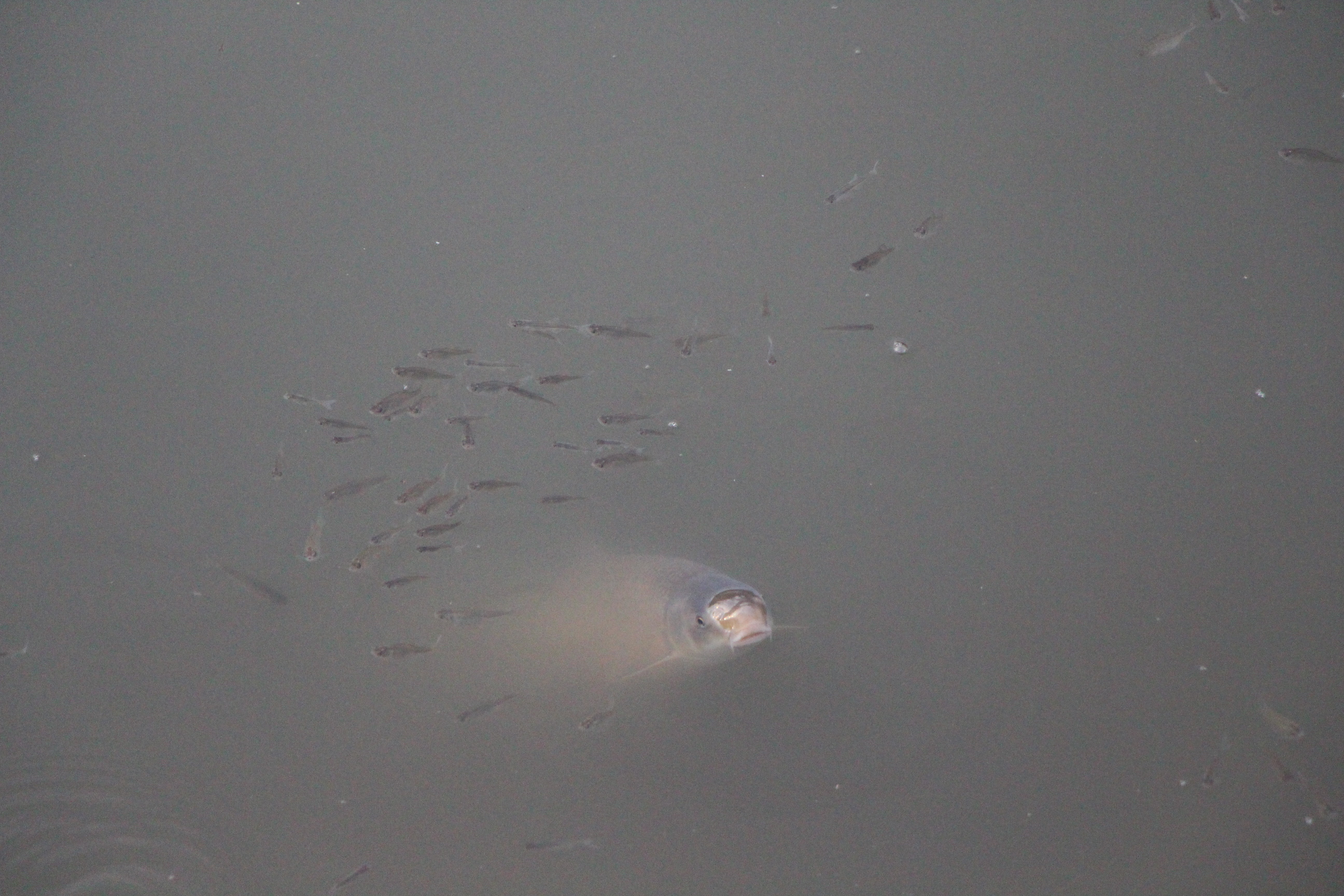 Yeşilırmak'ta üzücü görüntüler, çok sayıda balık kıyıya vurdu