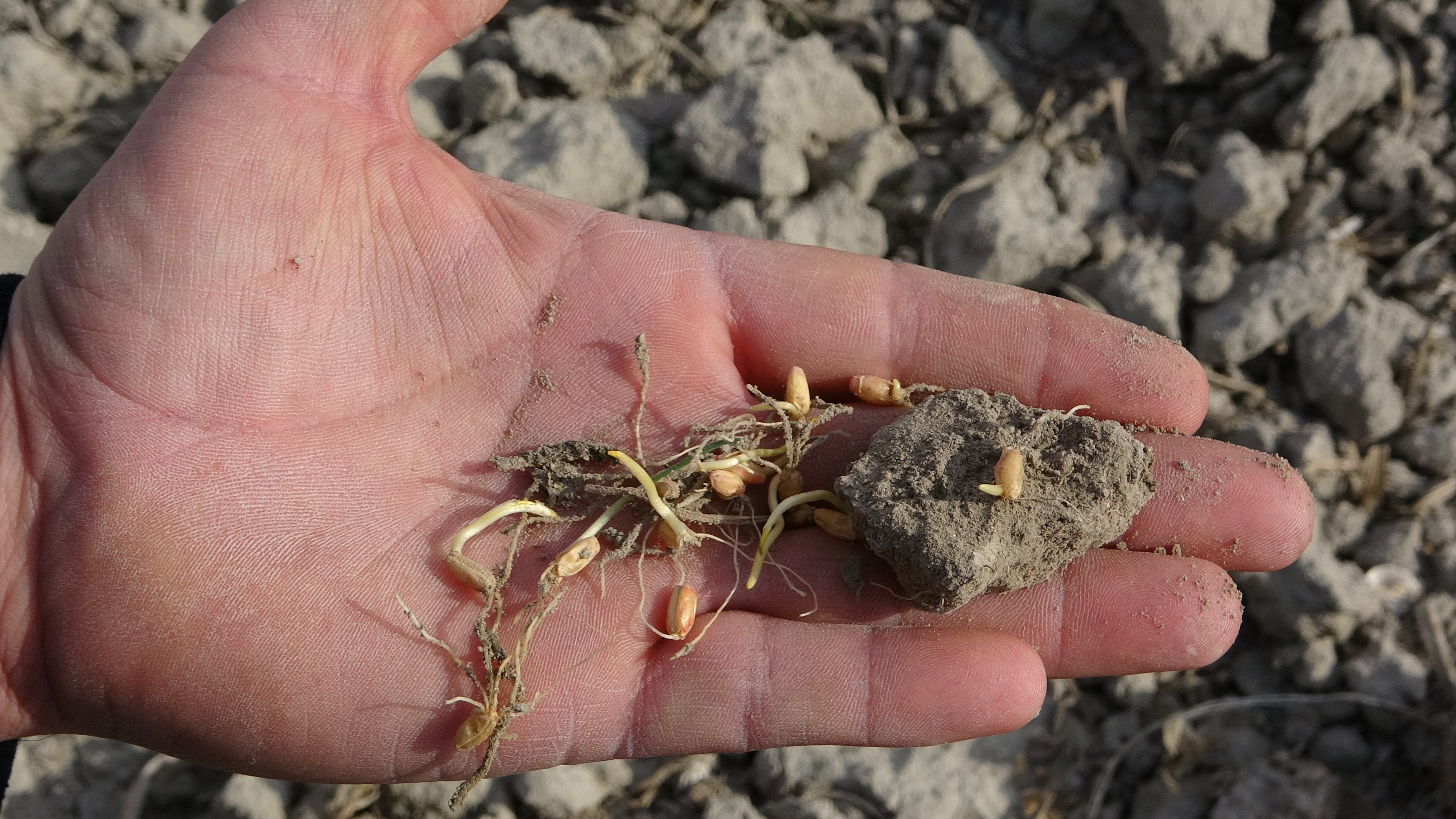 Konya Ovası suya hasret kaldı