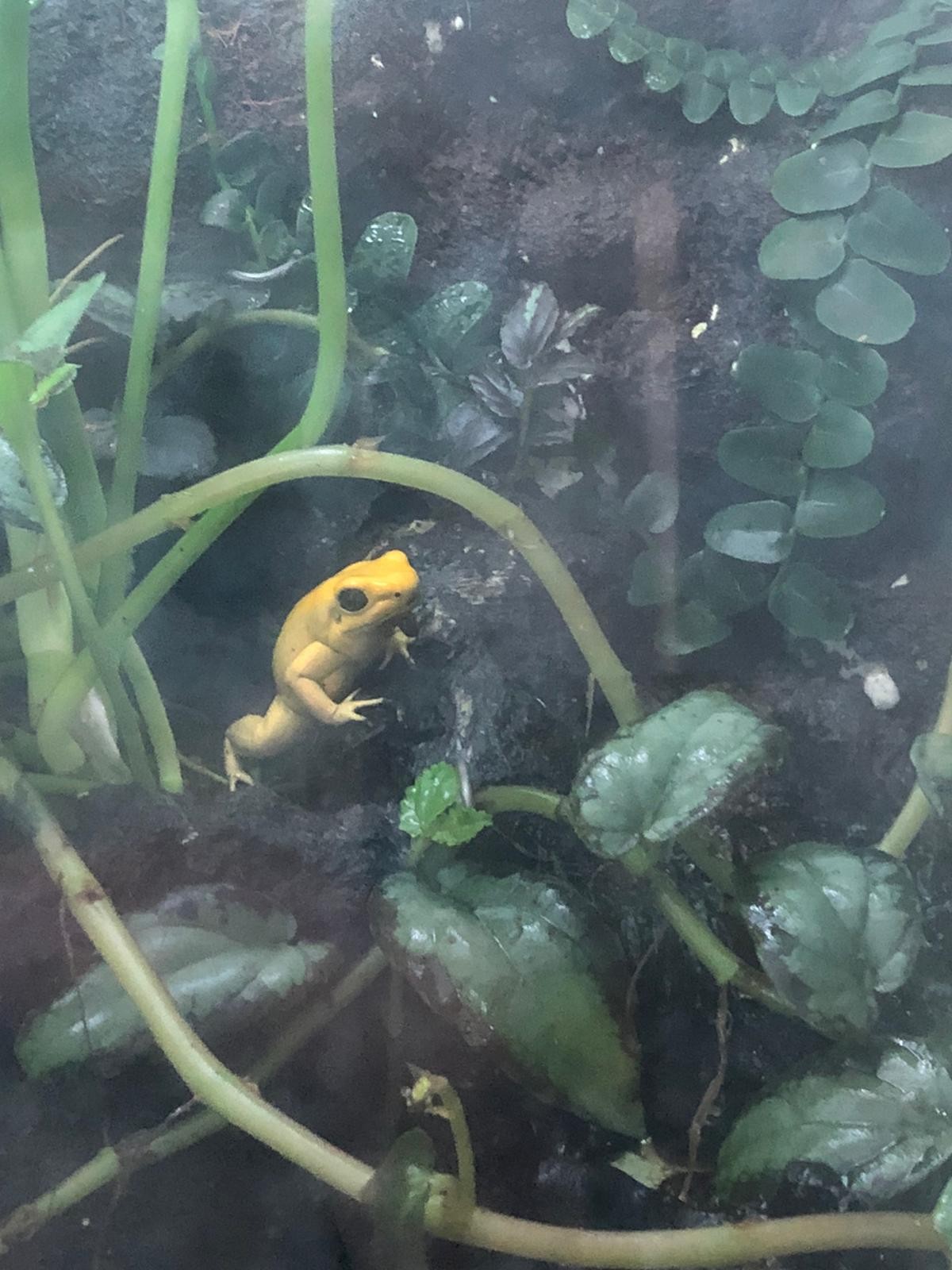 İstanbul’da “Canlı Hayvan Kaçakçılığı” operasyonu