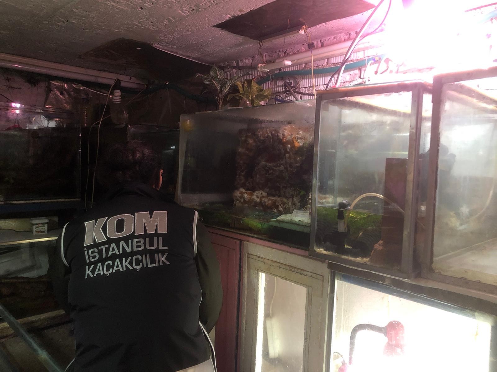 İstanbul’da “Canlı Hayvan Kaçakçılığı” operasyonu