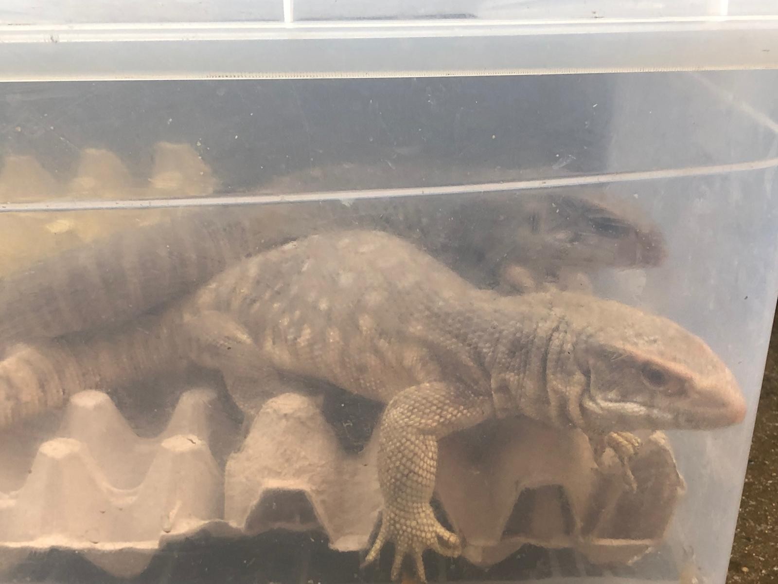 İstanbul’da “Canlı Hayvan Kaçakçılığı” operasyonu