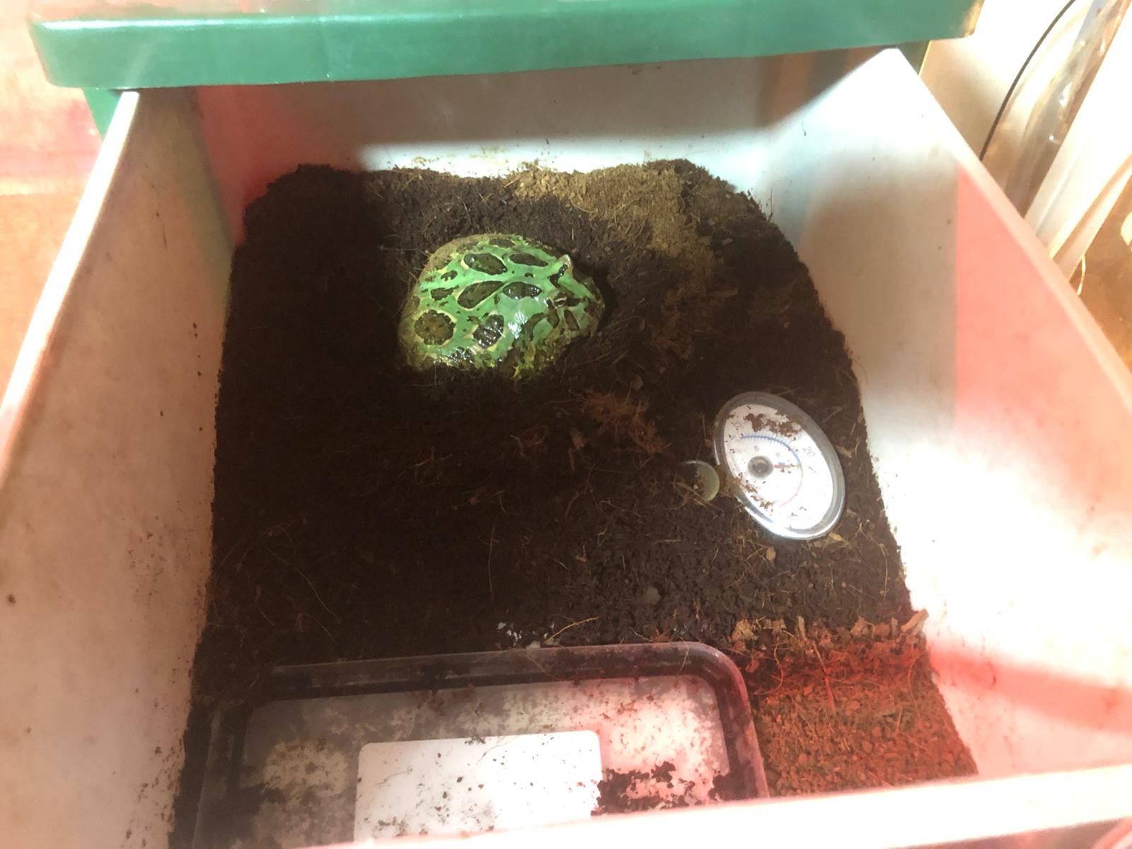 İstanbul’da “Canlı Hayvan Kaçakçılığı” operasyonu