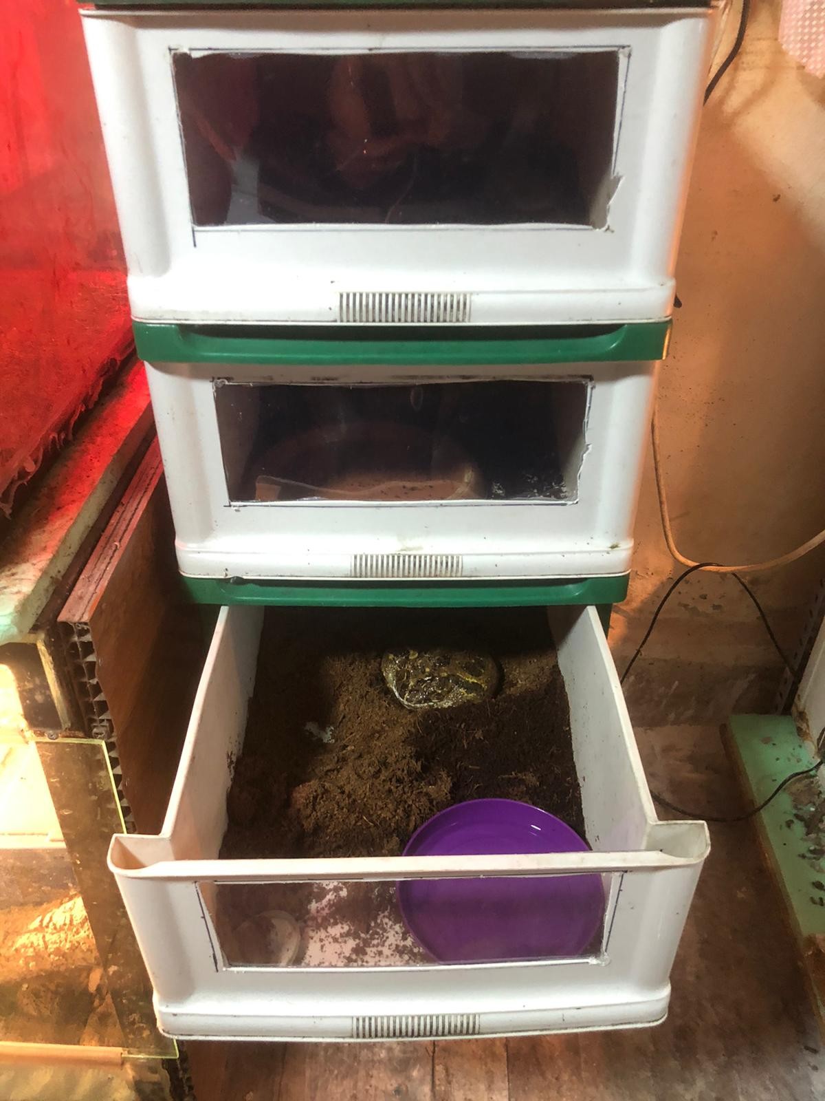 İstanbul’da “Canlı Hayvan Kaçakçılığı” operasyonu