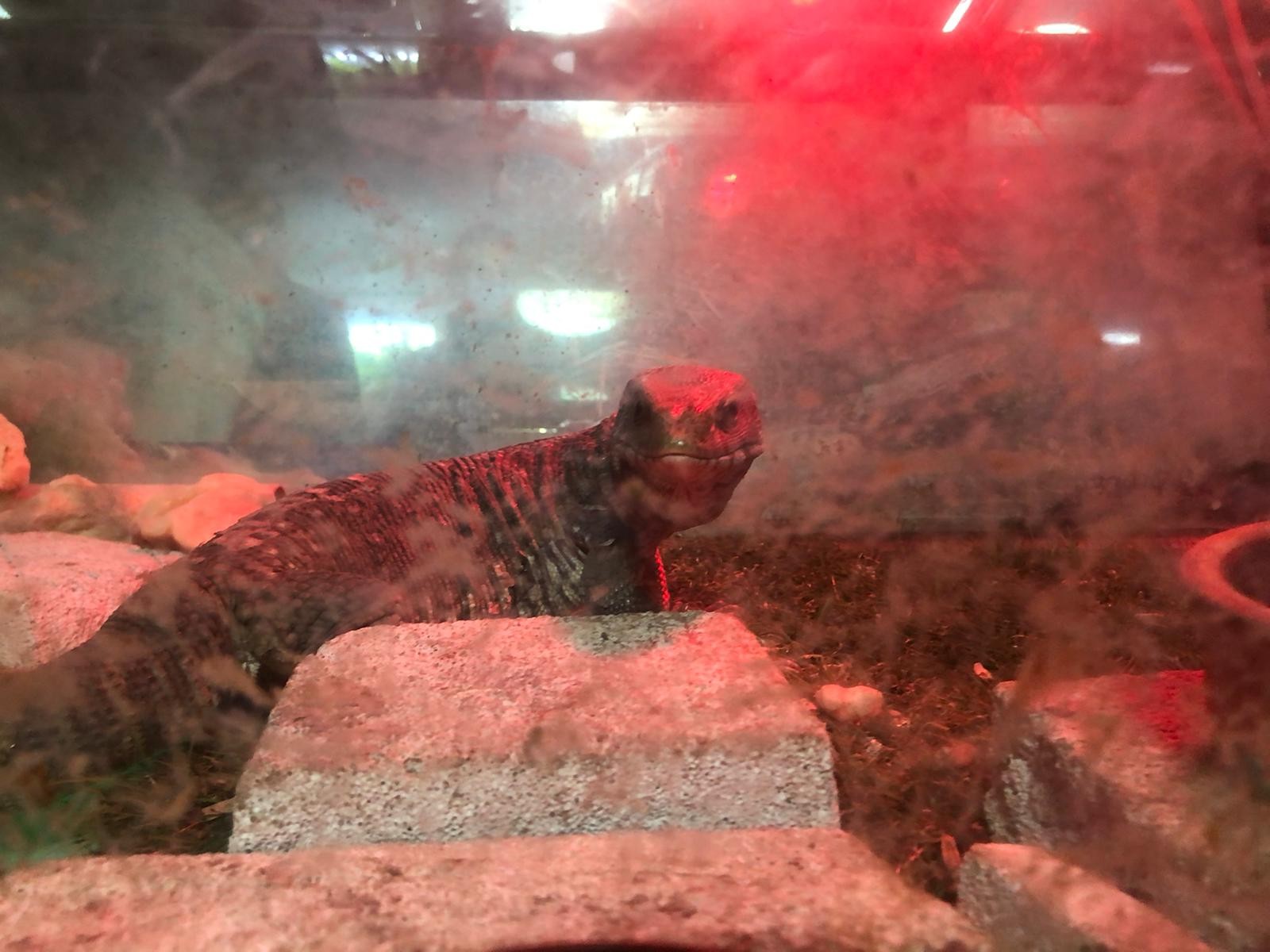 İstanbul’da “Canlı Hayvan Kaçakçılığı” operasyonu