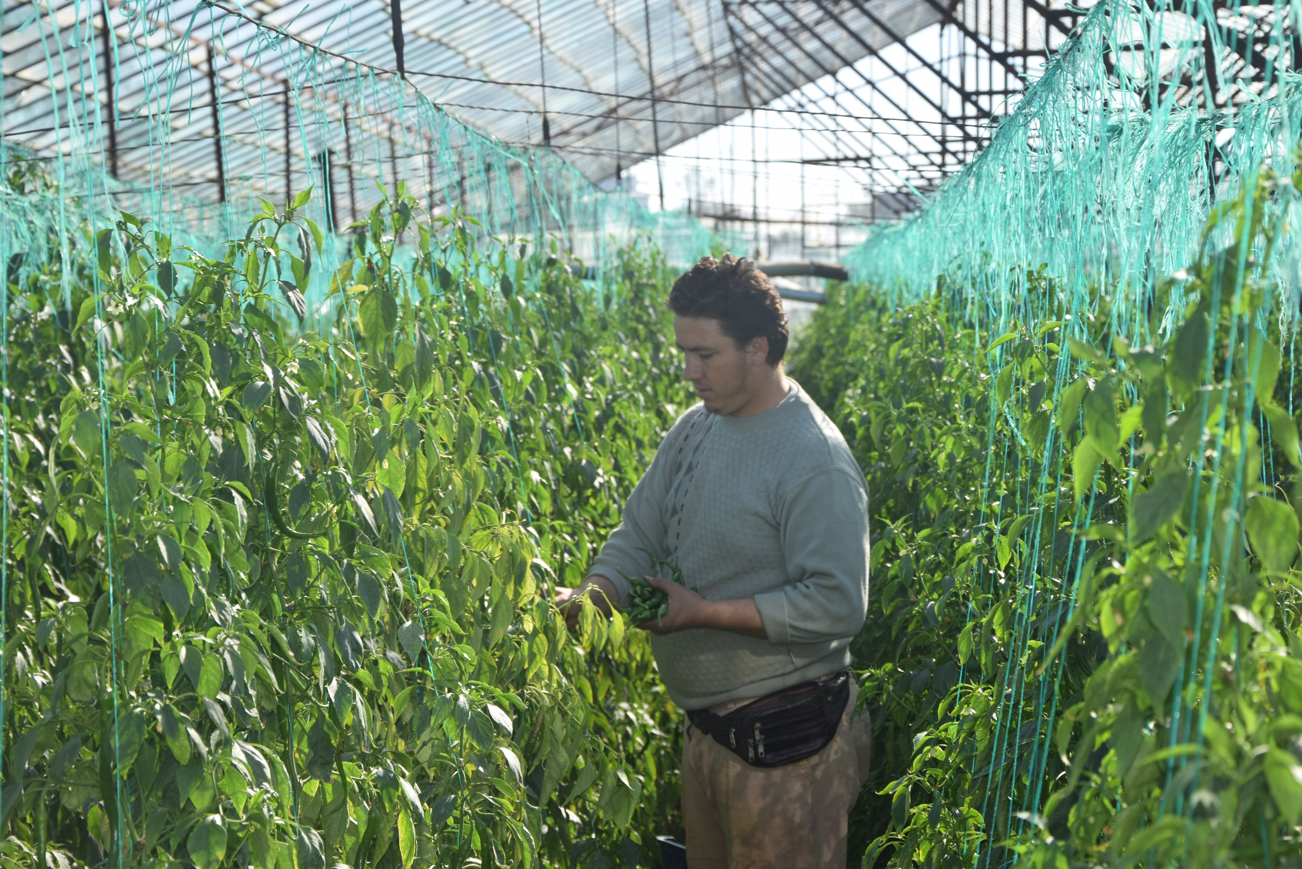 Çiftçilerin aracı tepkisi: 'Emeği biz veriyoruz parayı aracılar kazanıyor'