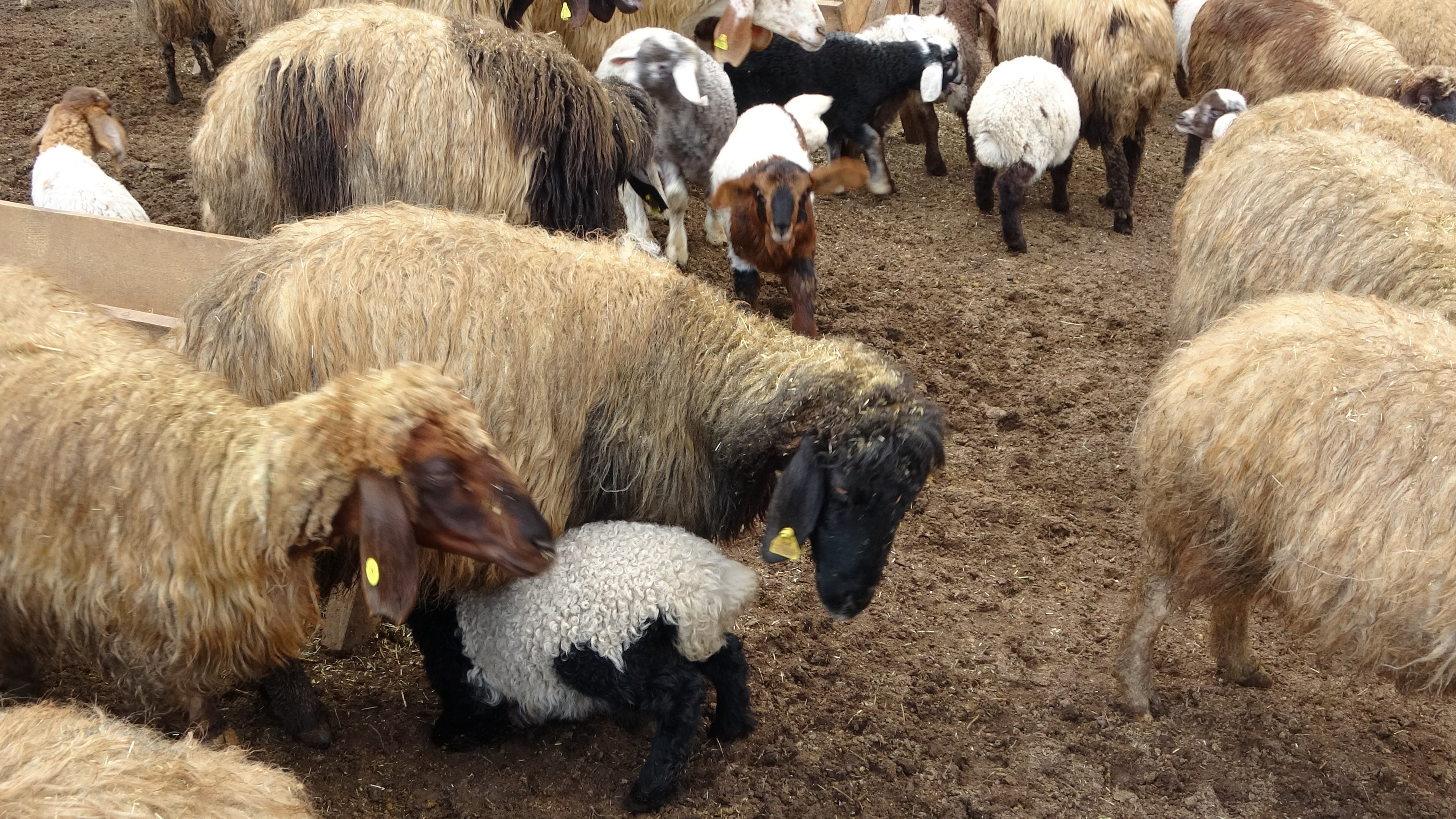 Muş’ta süt kuzularının anneleriyle buluşma anı renkli görüntülere sahne oldu