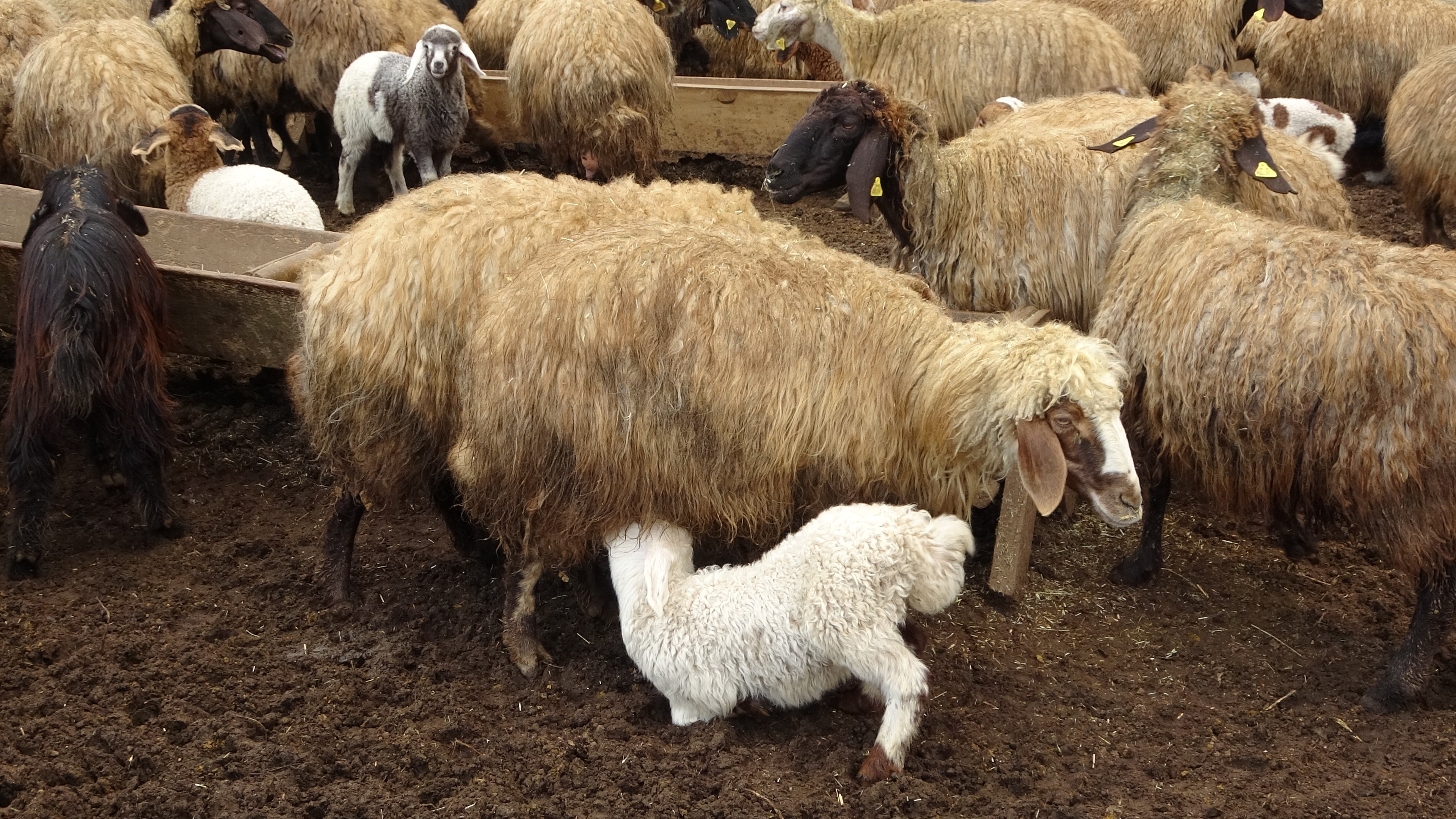 Muş’ta süt kuzularının anneleriyle buluşma anı renkli görüntülere sahne oldu