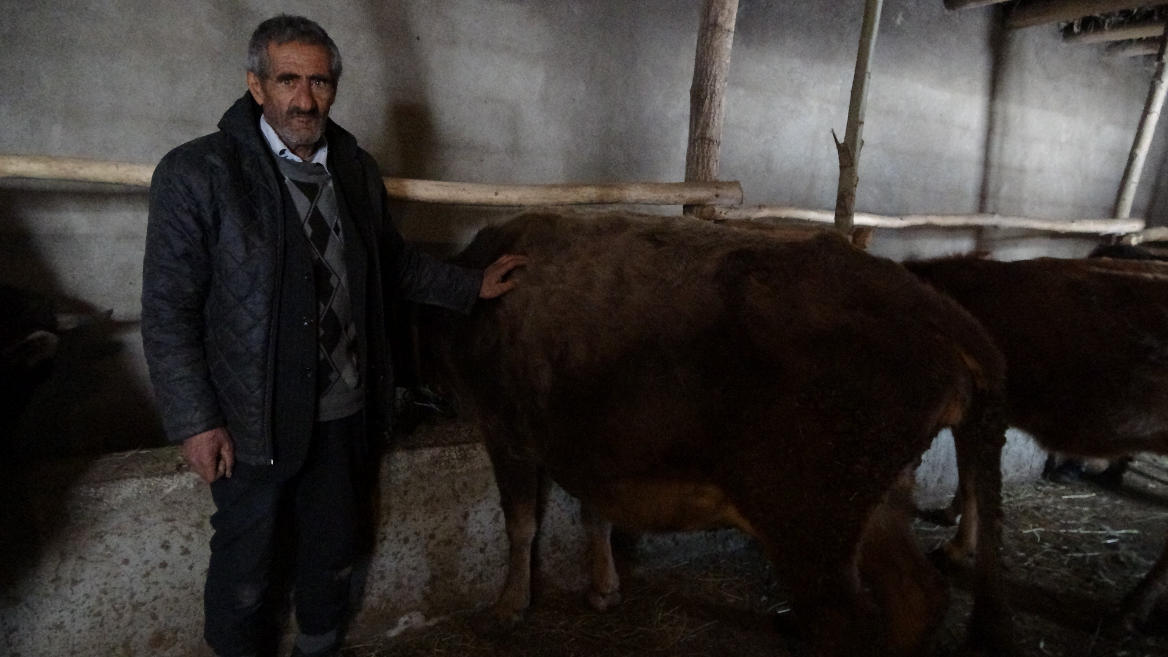 Bataklığa saplanan ineğin sahibi Mehmet Emin Amca bu kış mutlu