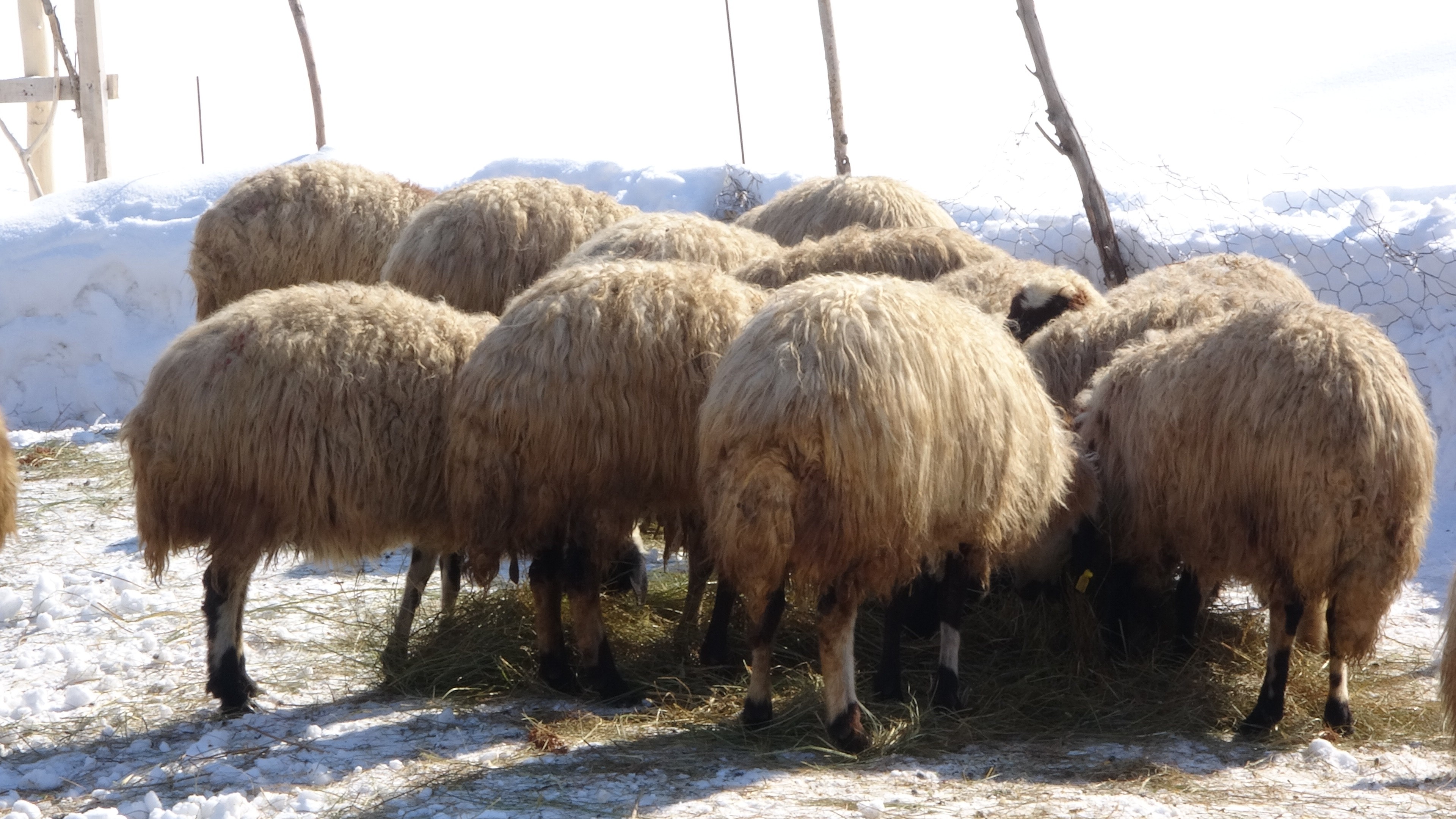 Bataklığa saplanan ineğin sahibi Mehmet Emin Amca bu kış mutlu