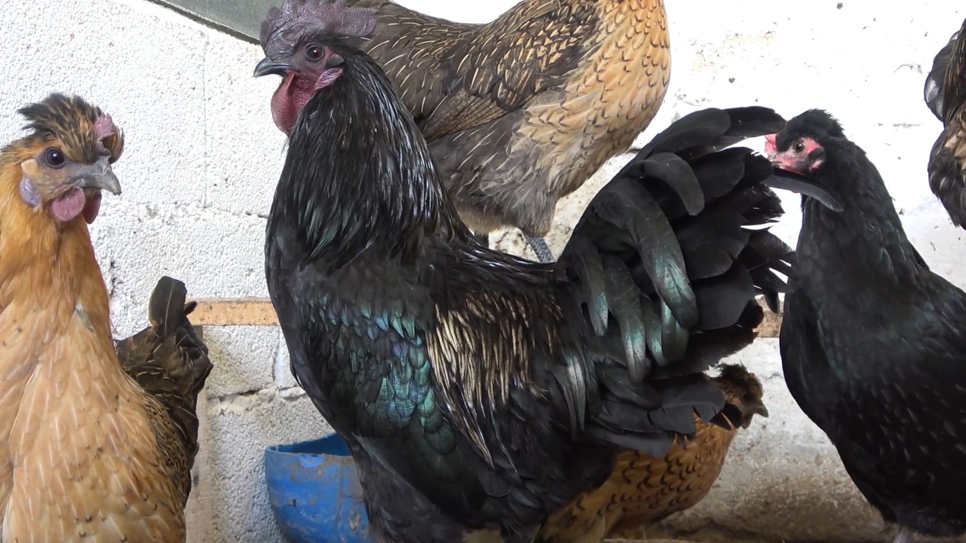 'Ayam Cemani' cinsi horoz ve tavuk görenleri şaşırtıyor: İç organları dahi kömür karası