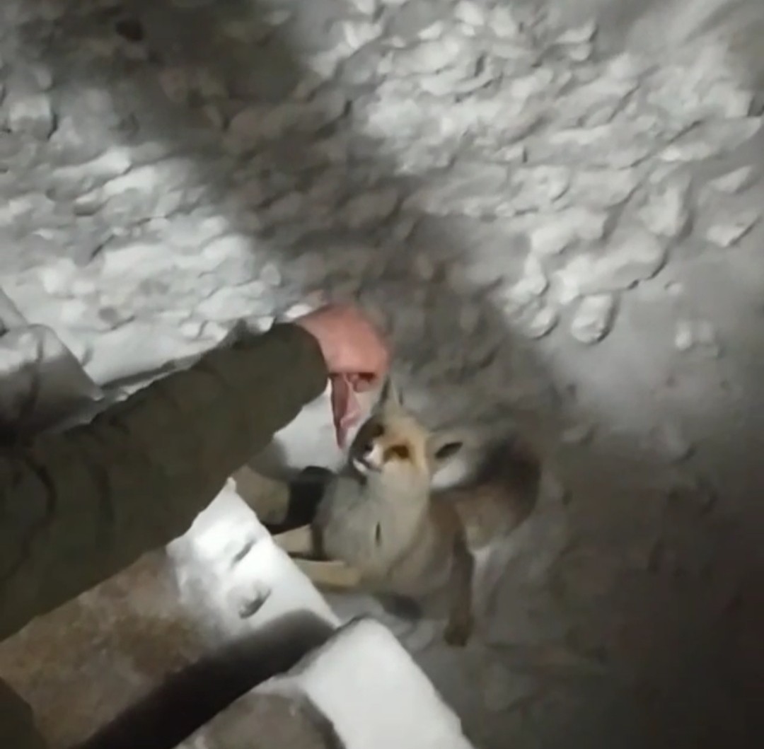 Yüksekova'da aç kalan tilkiyi lavaş ekmek ve etle besledi