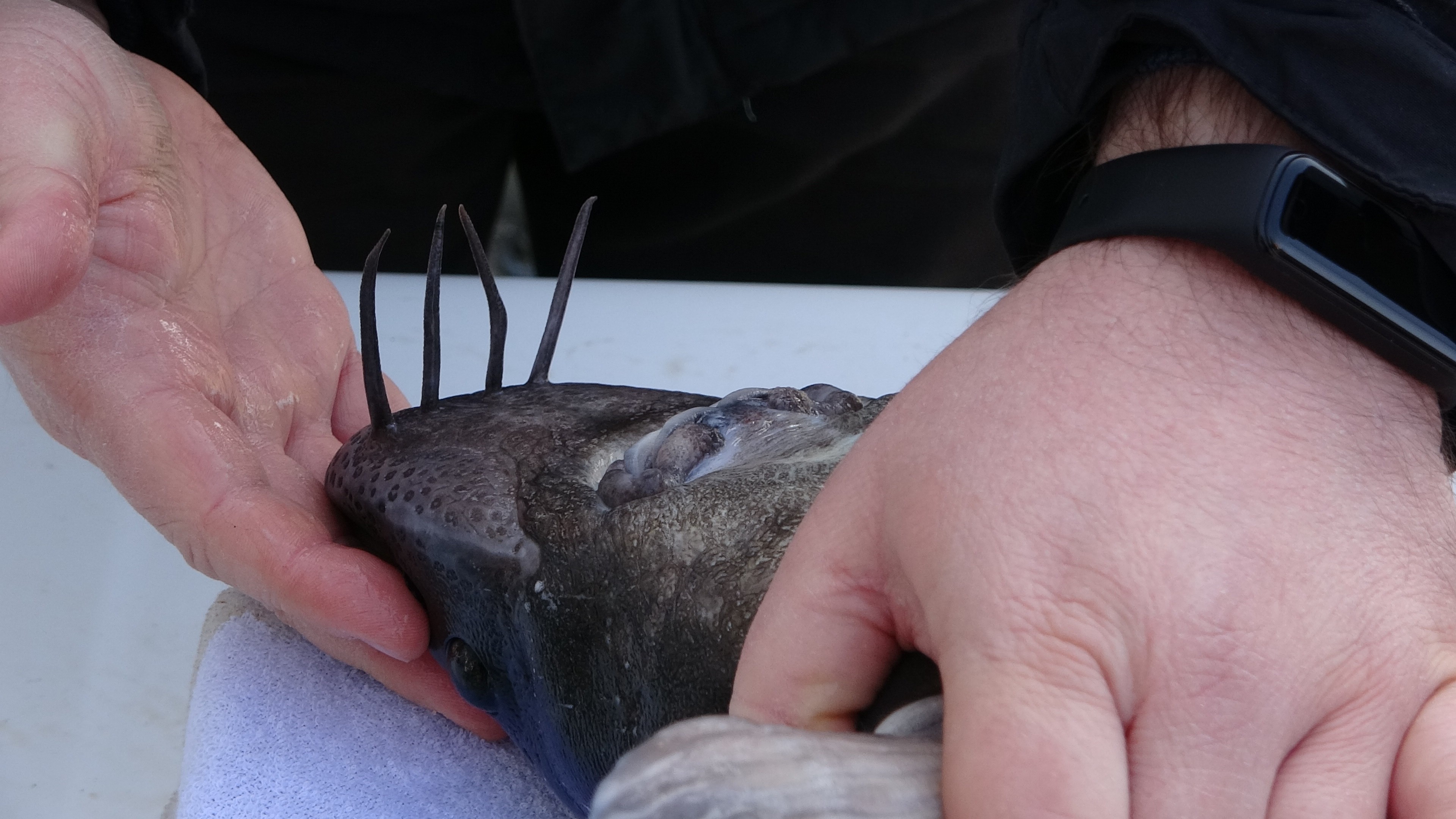 250 milyon yıllık geçmişi olan Mersin Balığı'nın 3 türü tükendi, kalan 3 türü ise kırmızı listede