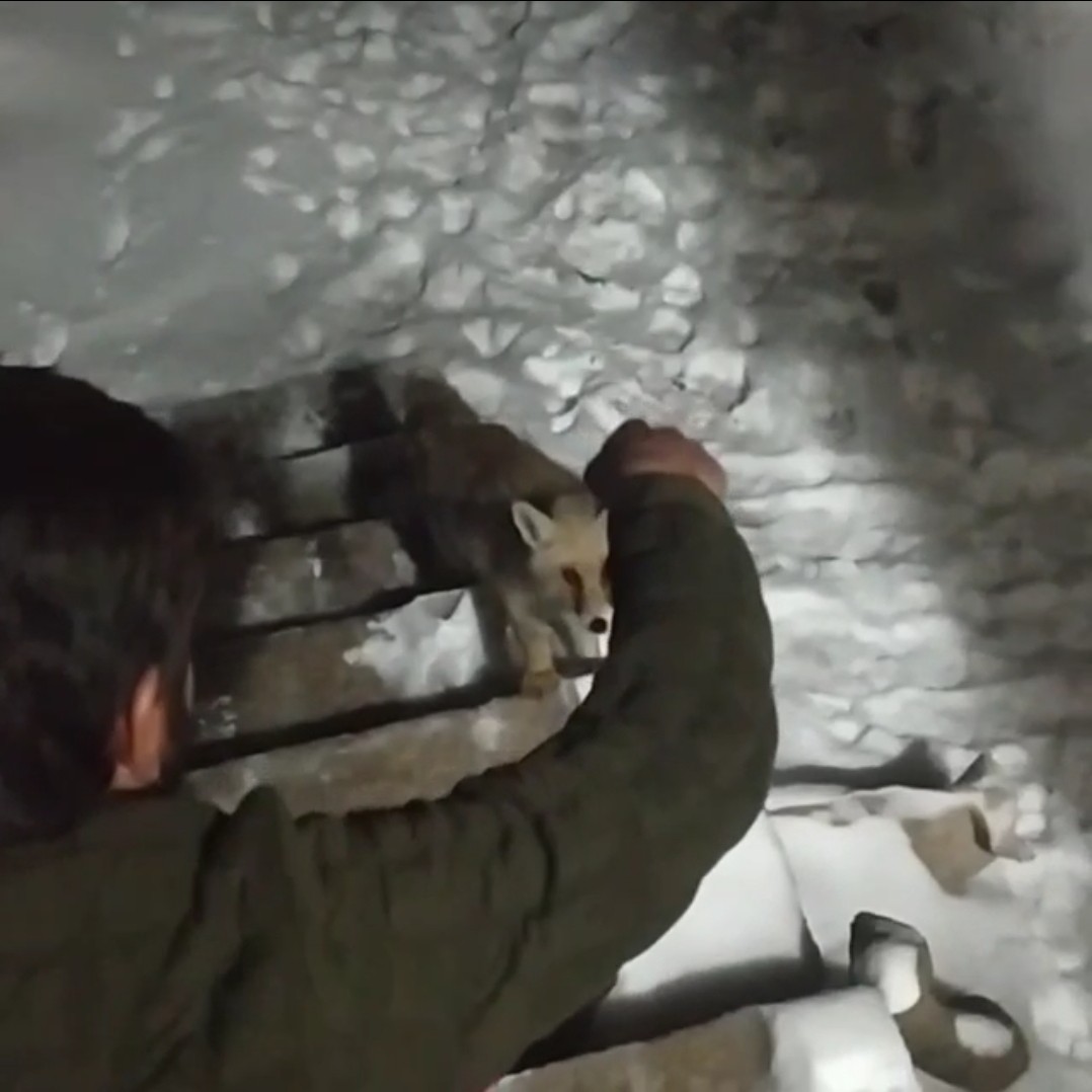 Yüksekova'da aç kalan tilkiyi lavaş ekmek ve etle besledi