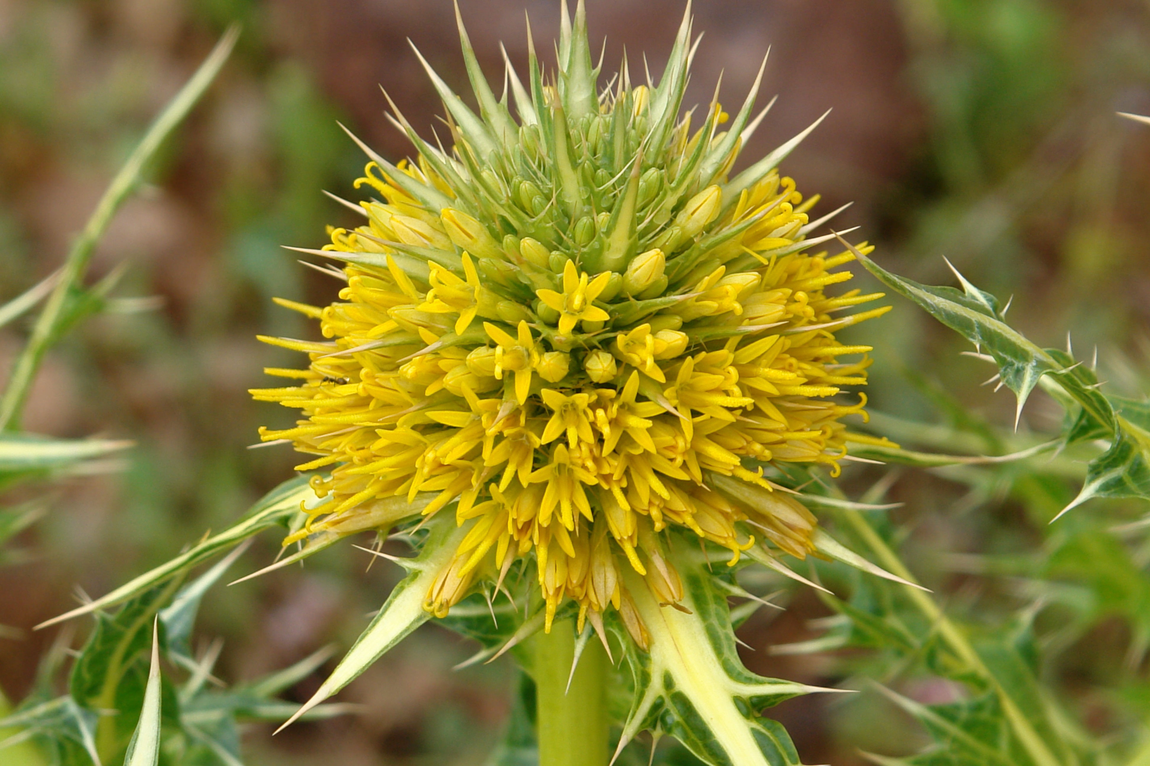 Bilim literatürüne ‘Anatolia’ adında alt cins bitki kazandırıldı