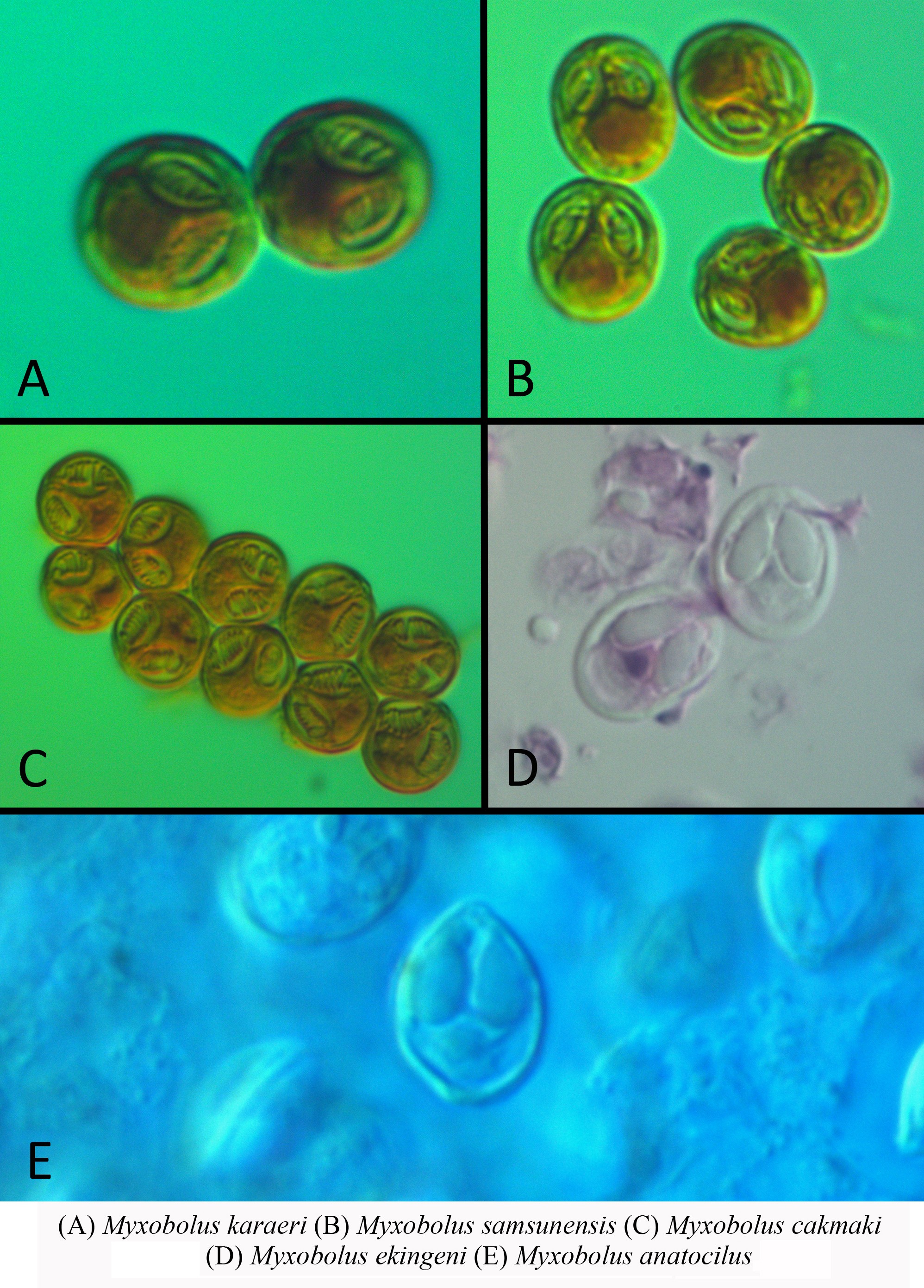 Türk akademisyenler 5 yeni parazit keşfetti