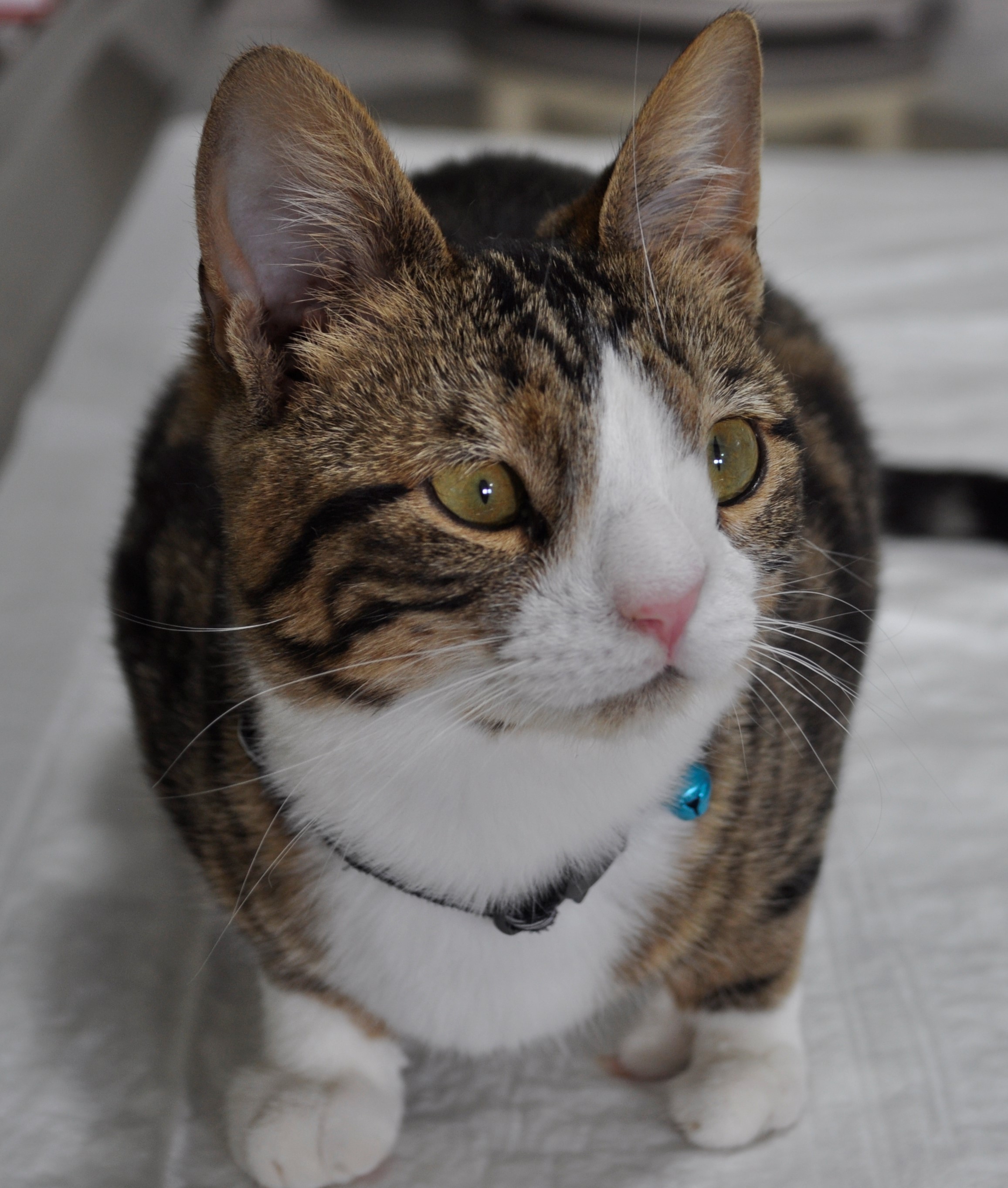 Bu da down sendromlu sevimli kedi