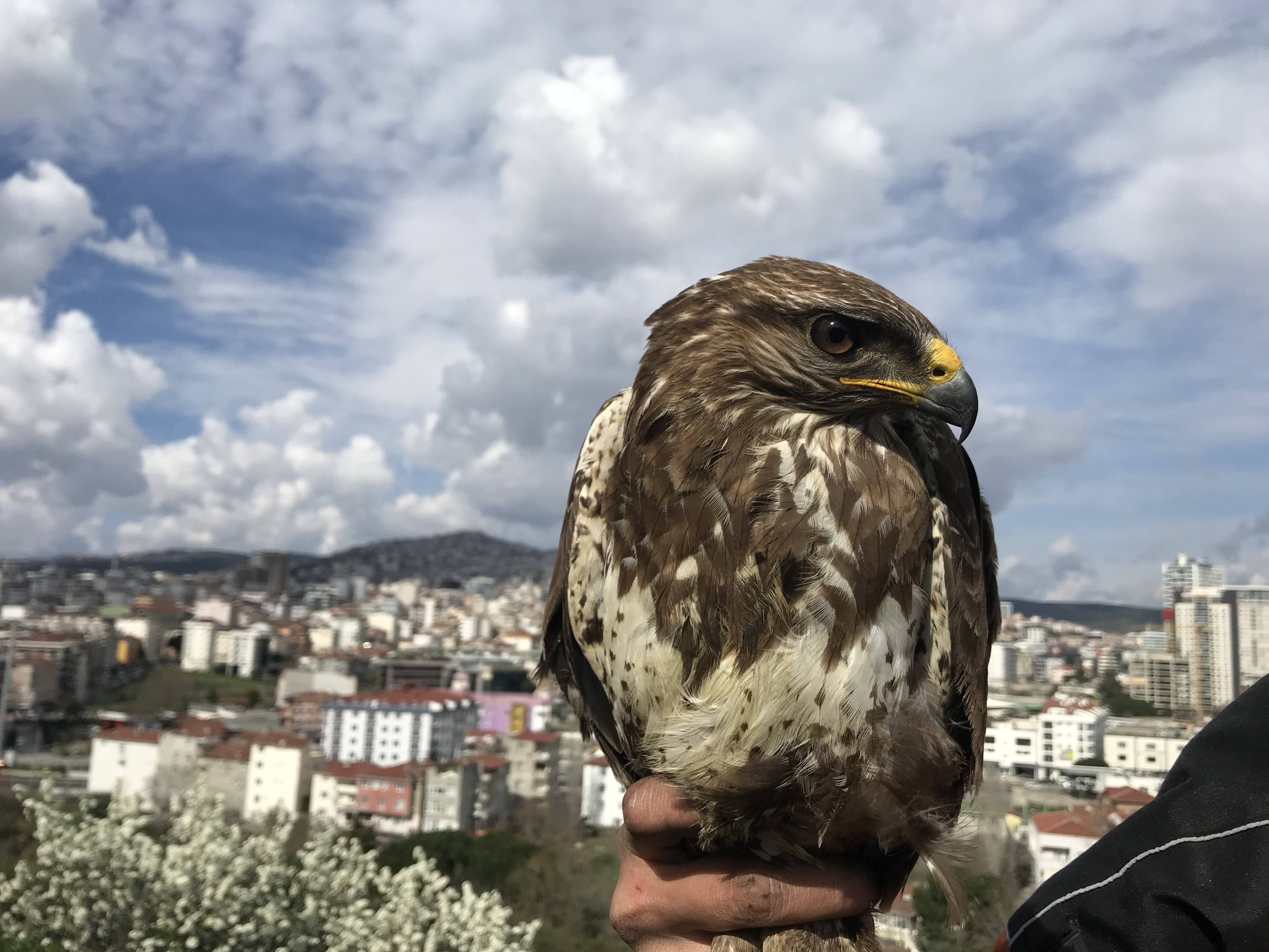Kartal'da aç kalan yırtıcı şahin kent merkezine indi