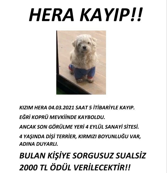 MS hastası genç kız 'o olmadan yaşayamam' dediği köpeğini getirene ödül verecek