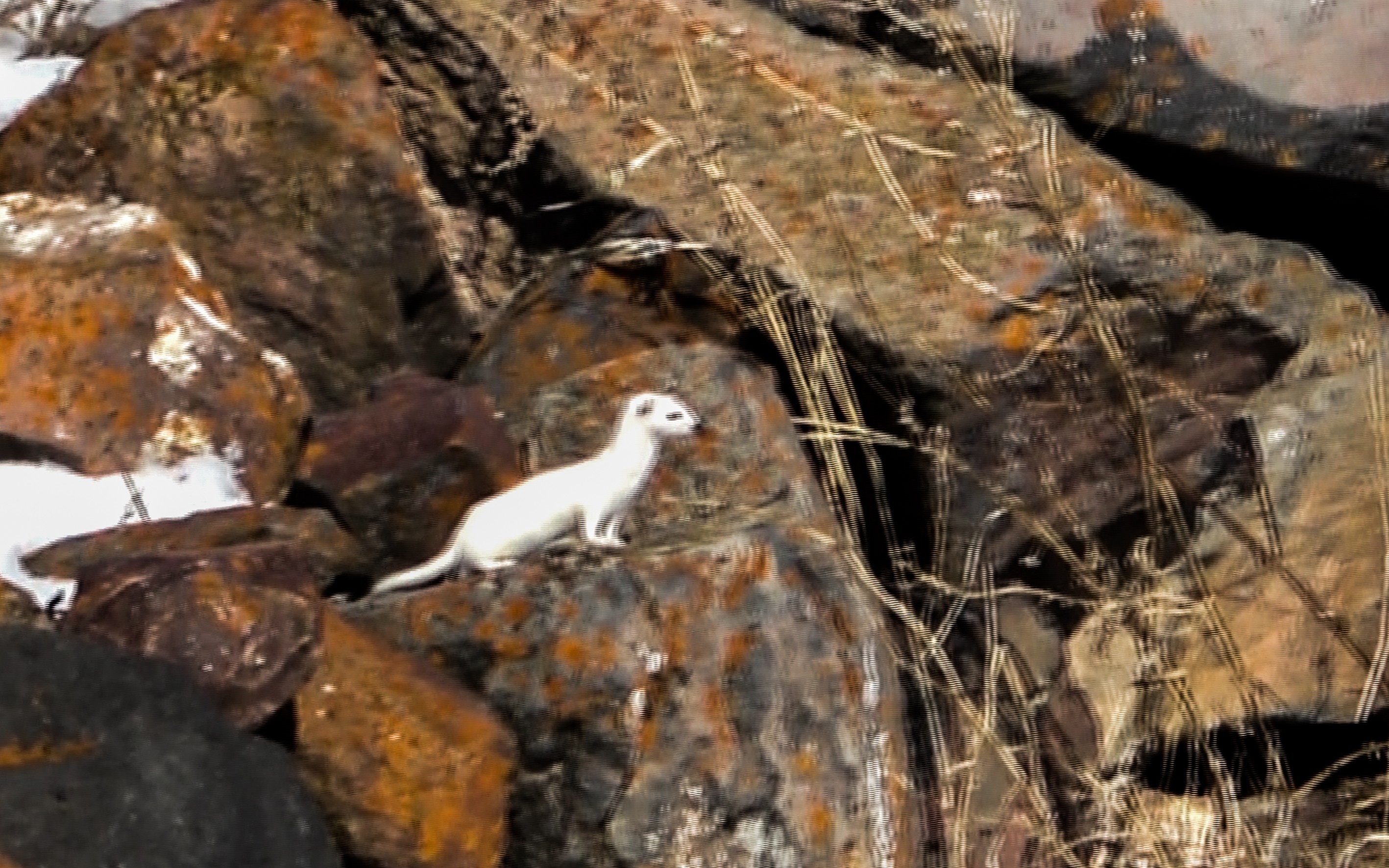 Nadir görünen beyaz gelincik Ardahan'da görüntülendi