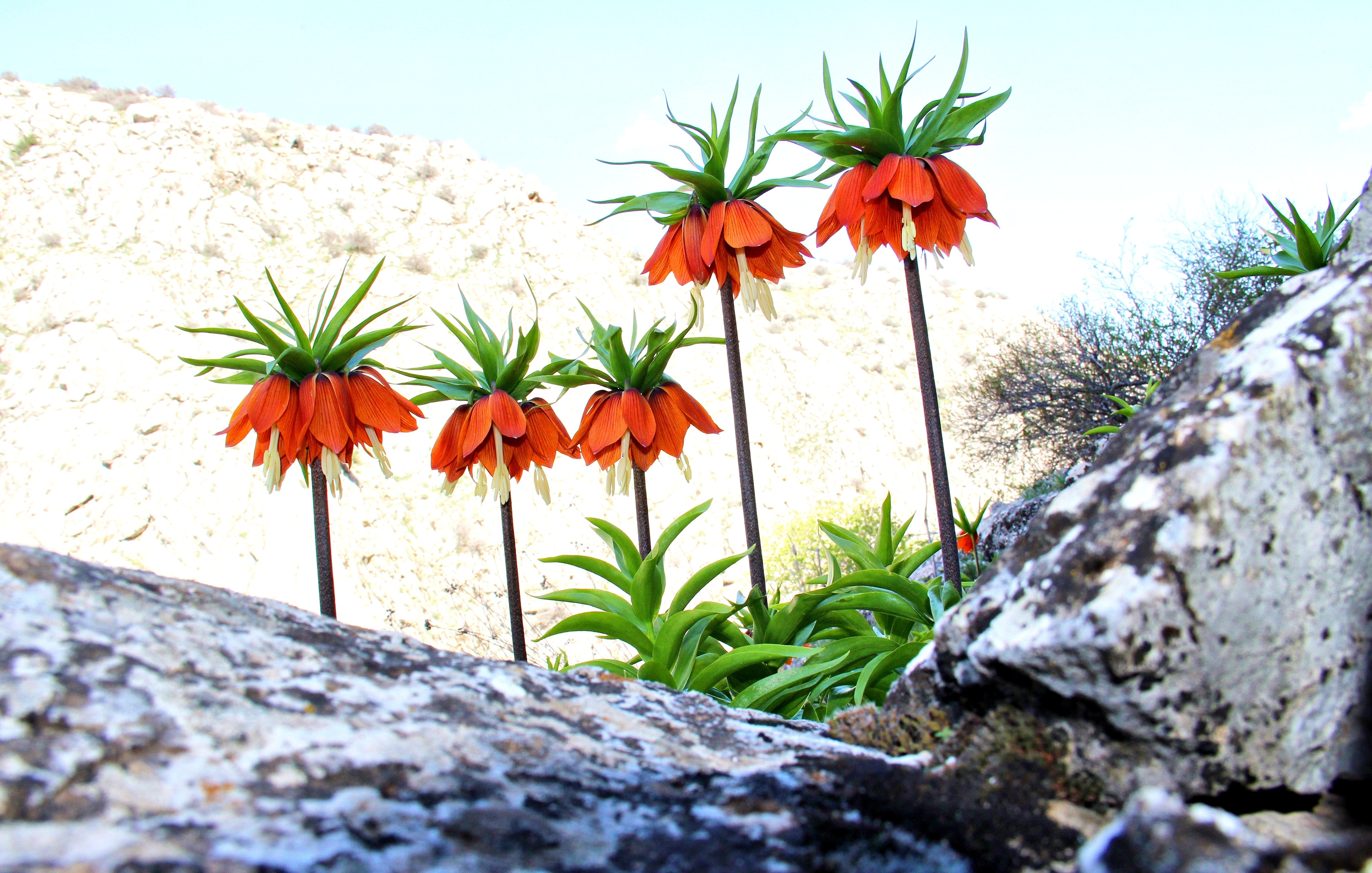 Bu çiçeği koparana 60 bin lira ceza