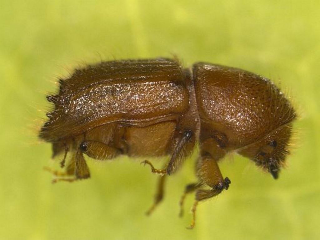 Artvin’de ladin ormanları sekiz dişli kabuk böcek istilasıyla karşı karşıya