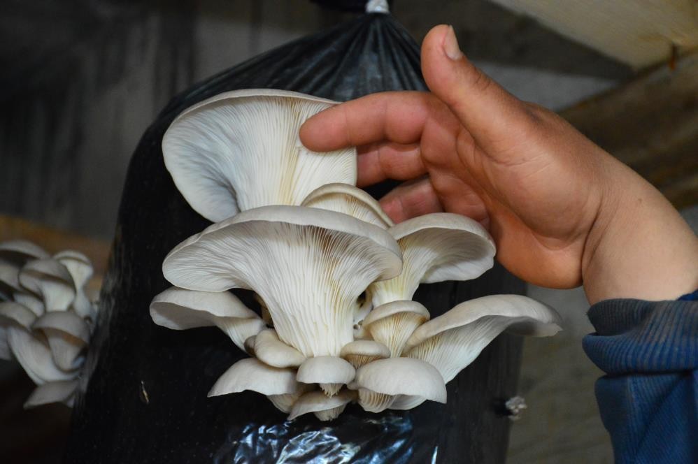 İstiridye mantarı üreticisine günlük 5 bin TL kazandırıyor