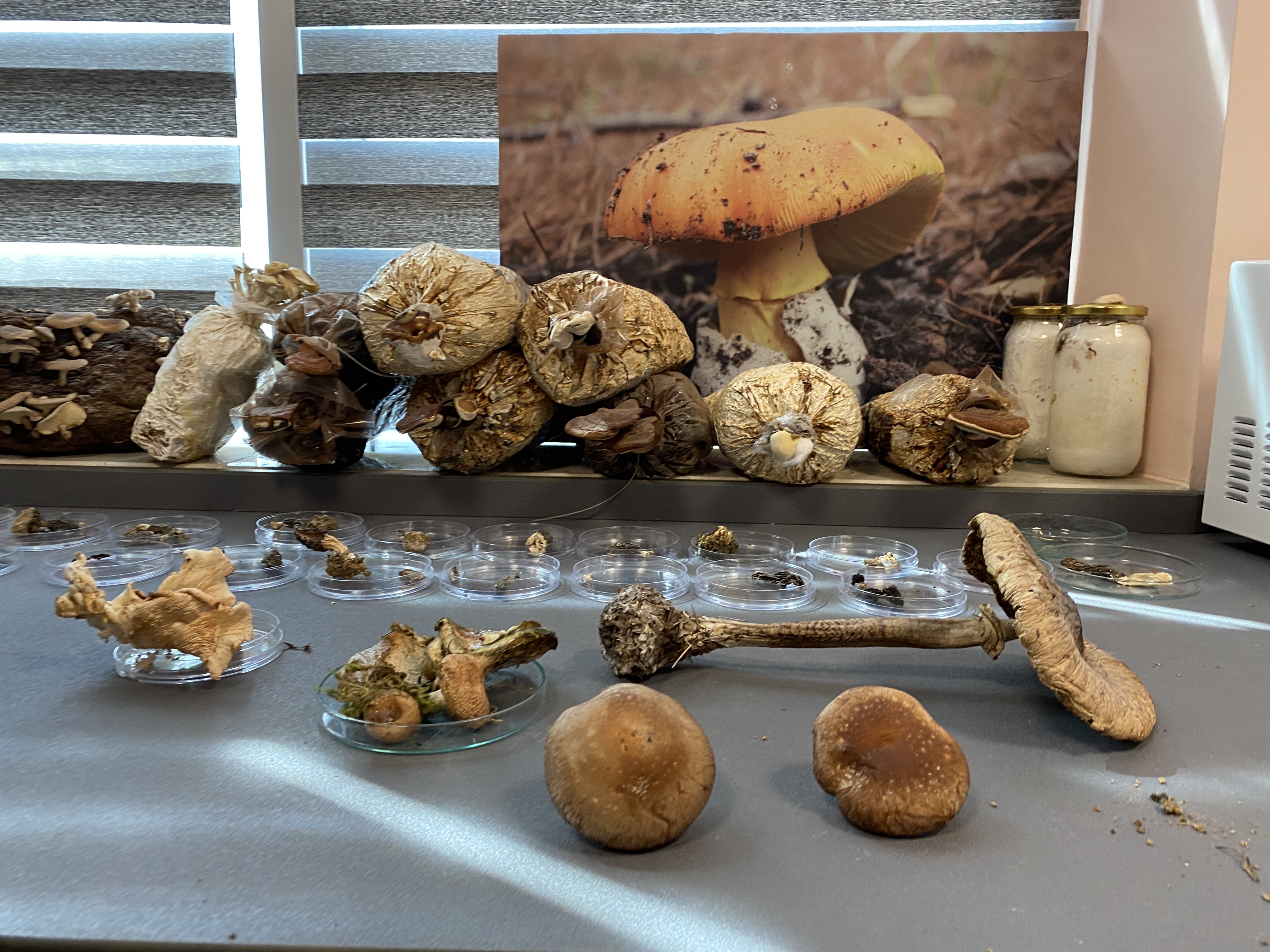 İstiridye mantarı üreticisine günlük 5 bin TL kazandırıyor