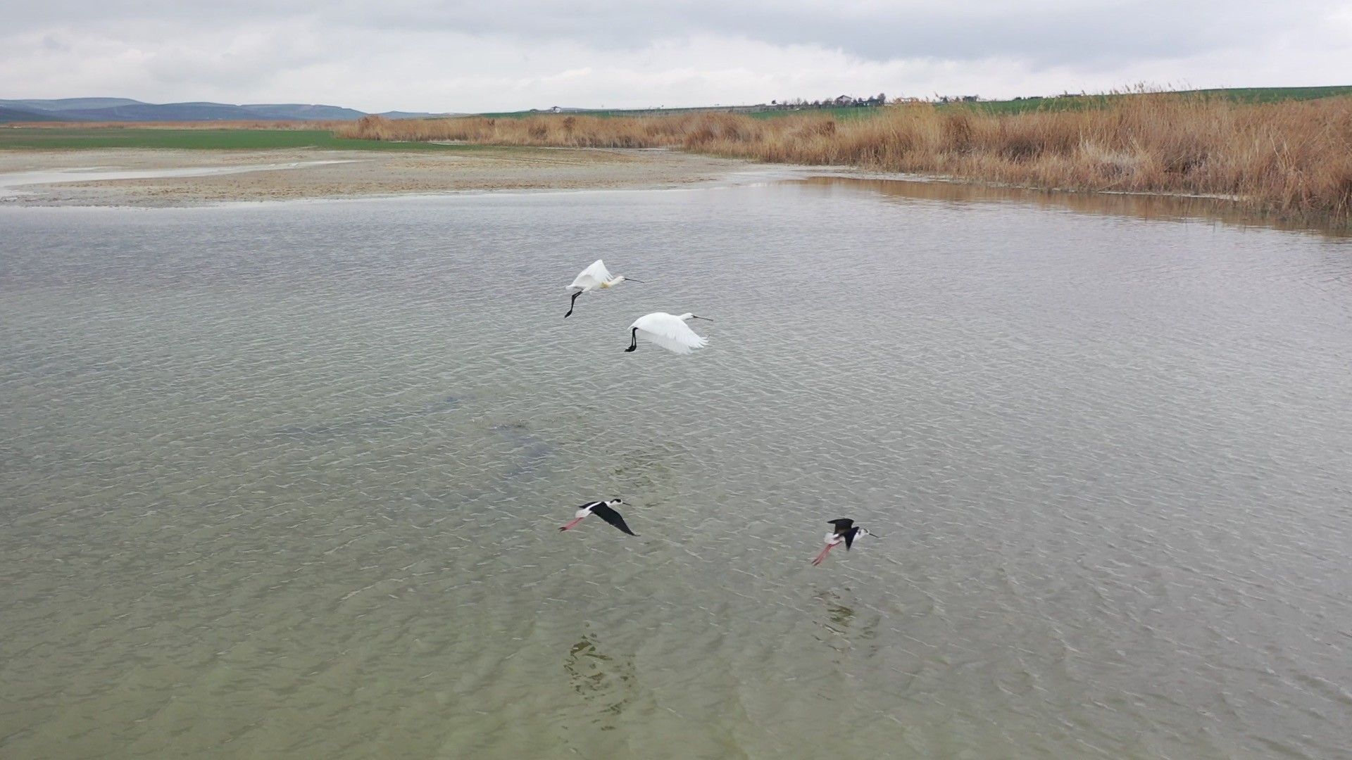 Başkent'in renkli misafirleri flamingolar Mogan Gölü semalarından geçti