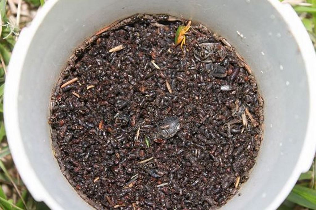 Artvin’de ladin ormanları sekiz dişli kabuk böcek istilasıyla karşı karşıya