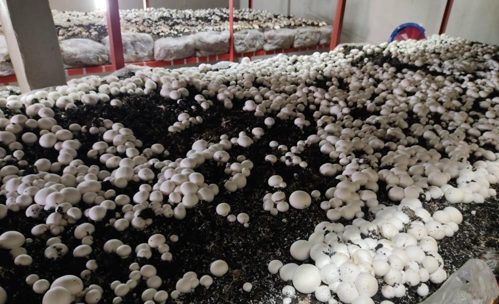 İstiridye mantarı üreticisine günlük 5 bin TL kazandırıyor