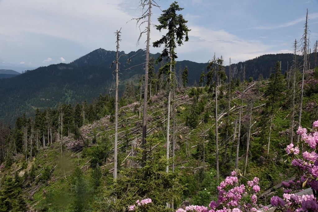 Artvin’de ladin ormanları sekiz dişli kabuk böcek istilasıyla karşı karşıya
