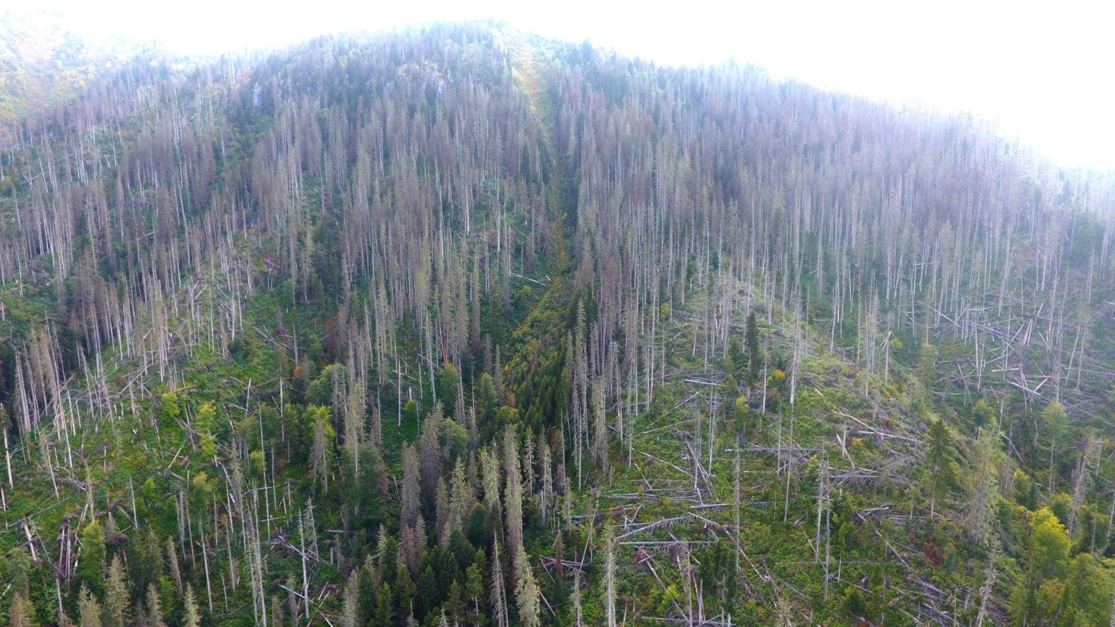 Artvin’de ladin ormanları sekiz dişli kabuk böcek istilasıyla karşı karşıya