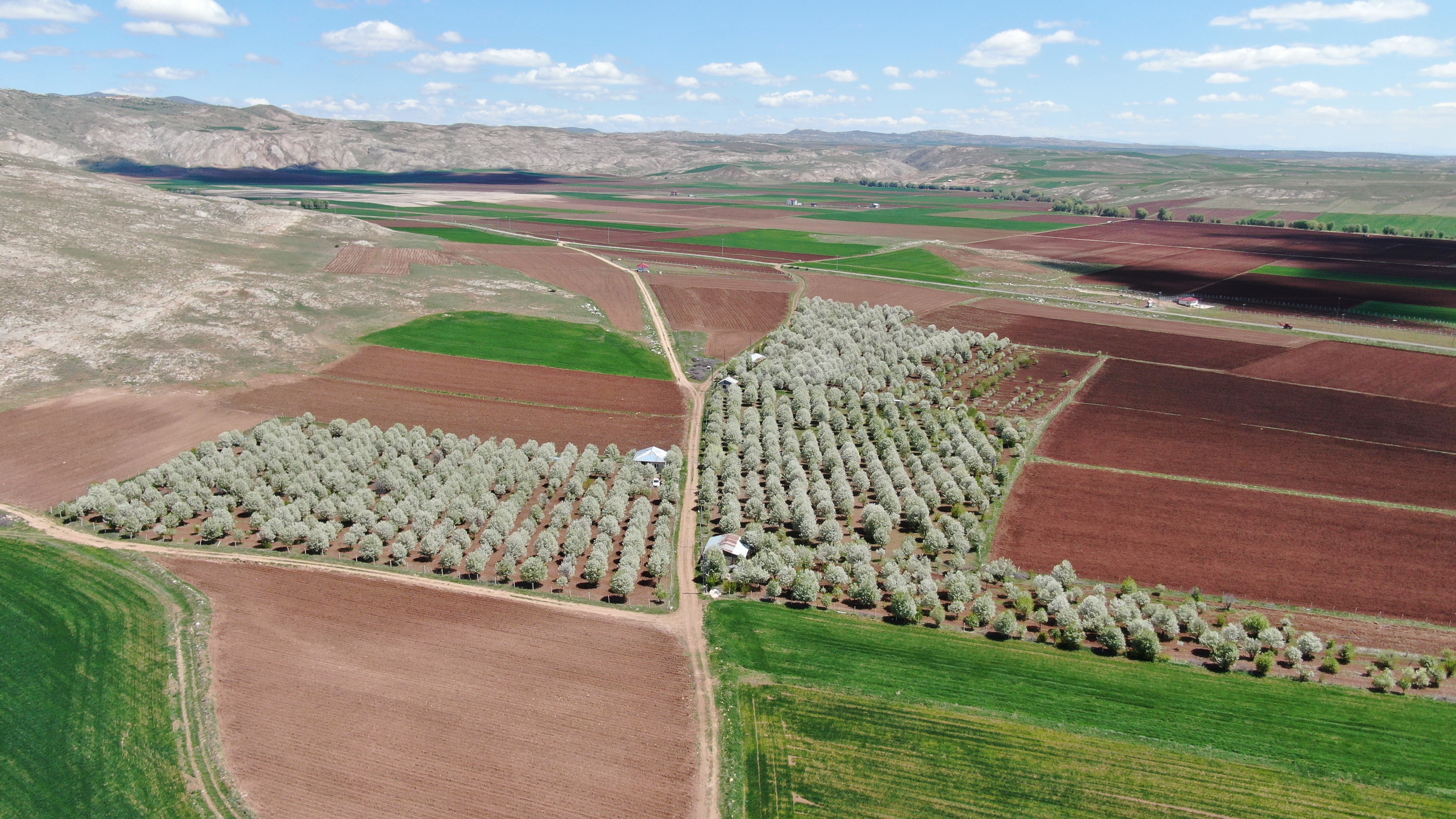 Çiçek açan vişne ağaçları görsel ziyafet sundu