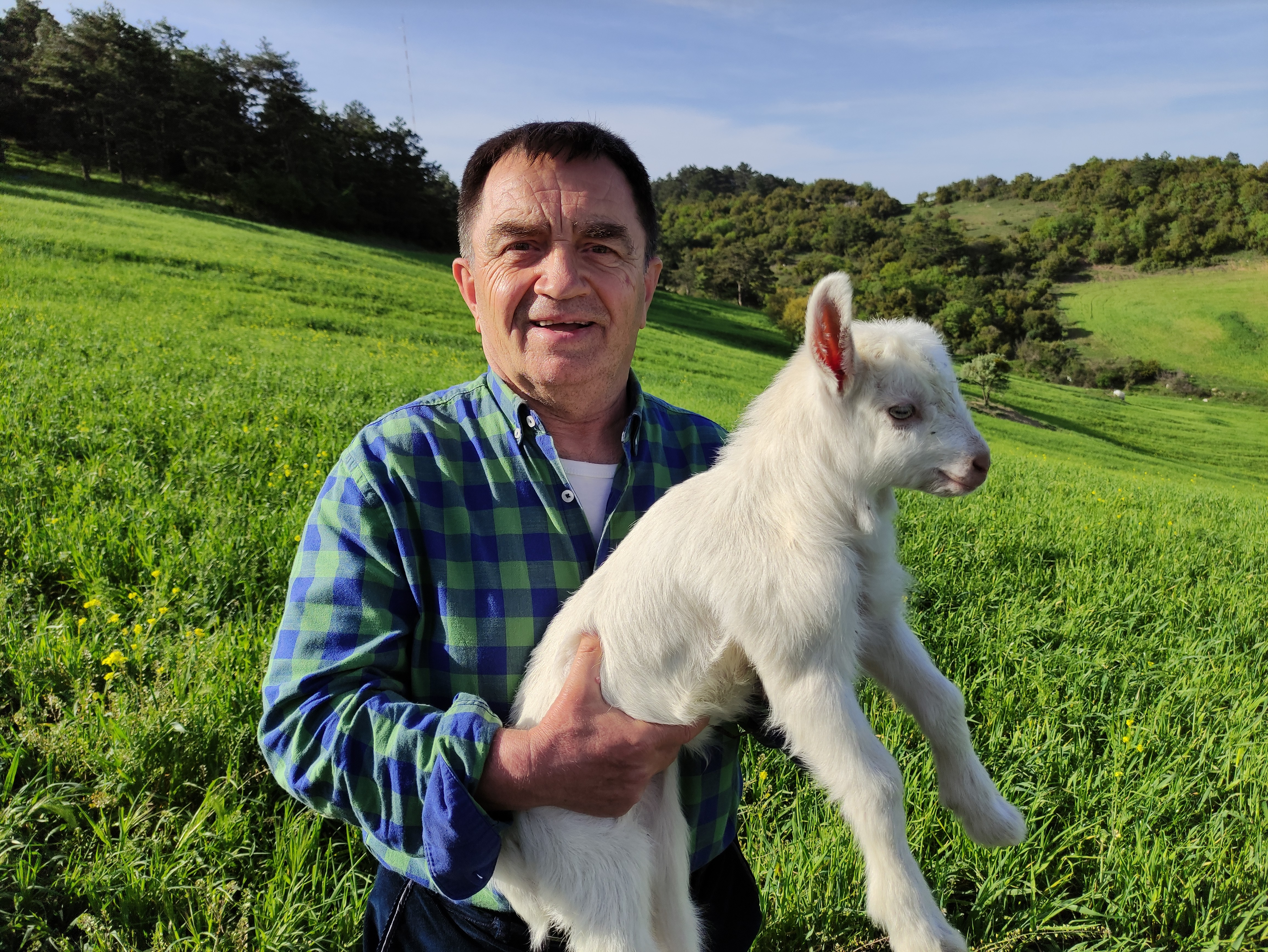 Altını bağlayıp evlerde çocuk gibi oğlak bakıyorlar
