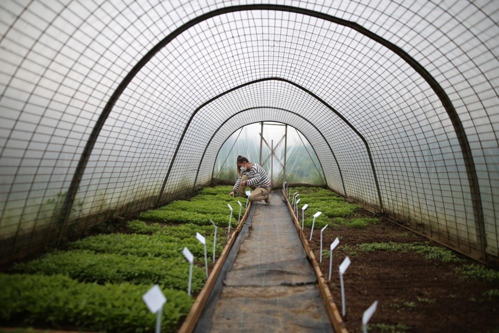 Bursa'da yerel tohum seferberliği!