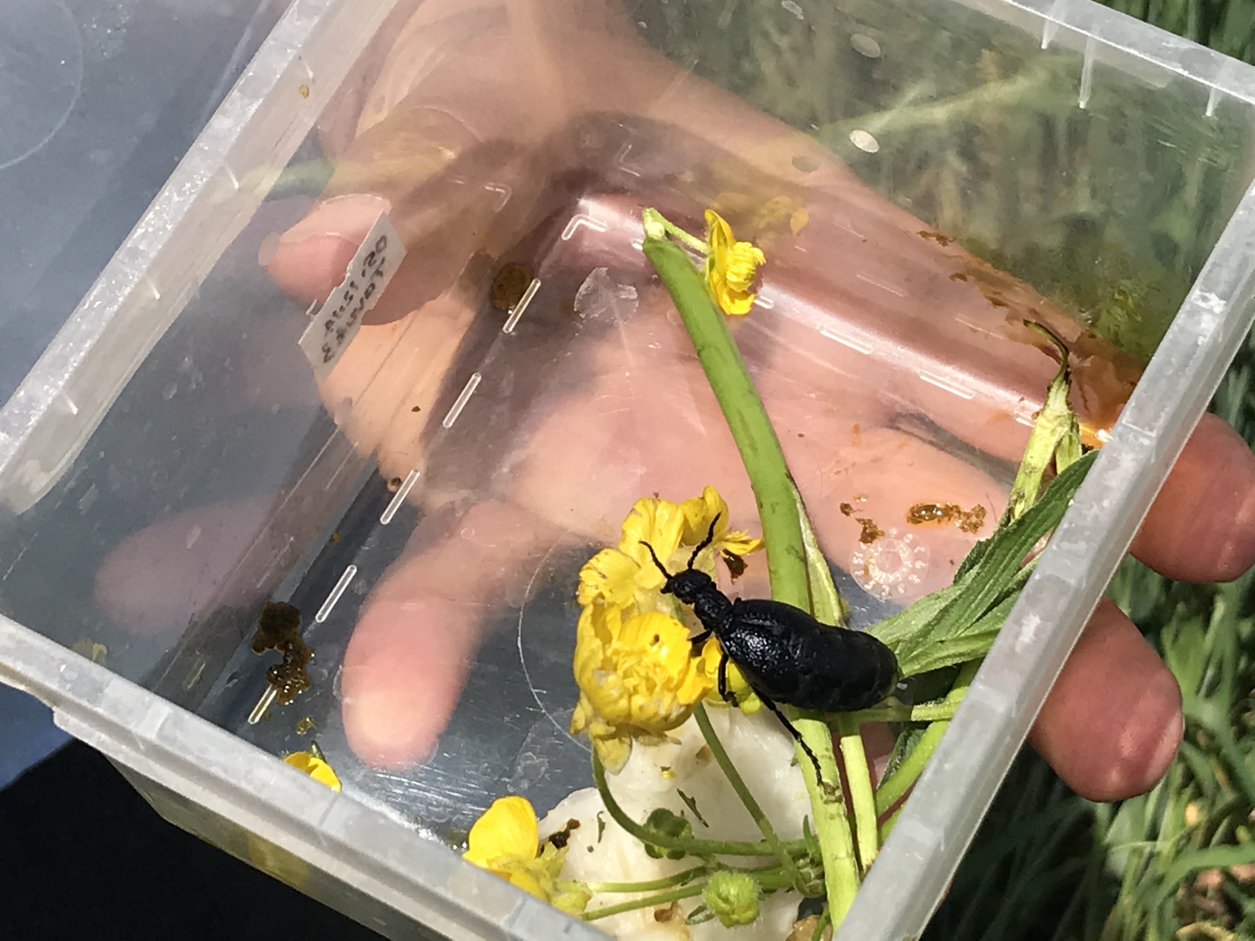 İstilacı çekirgenin düşmanı bu böcek